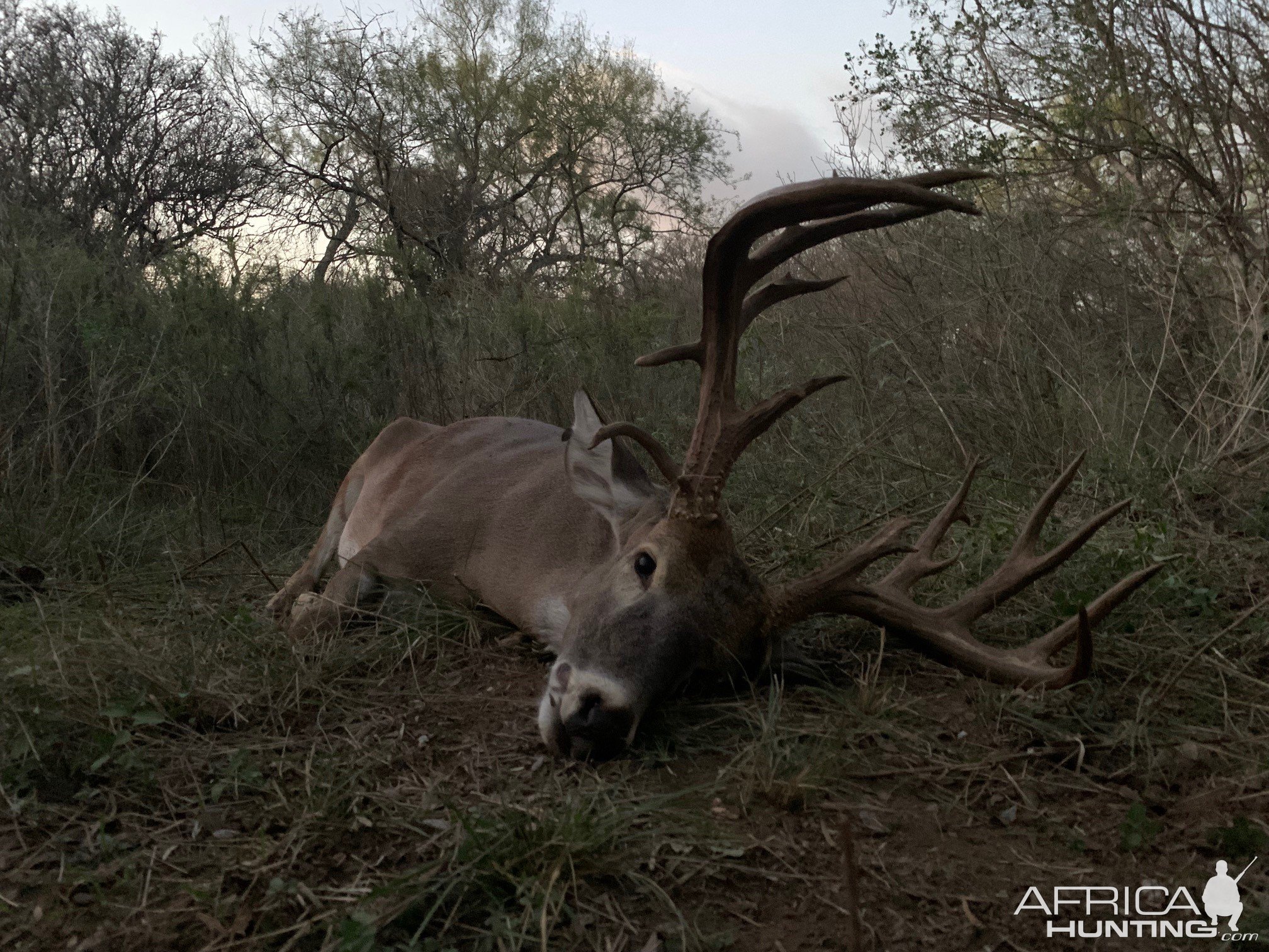 Whitetail Deer Hunt Texas