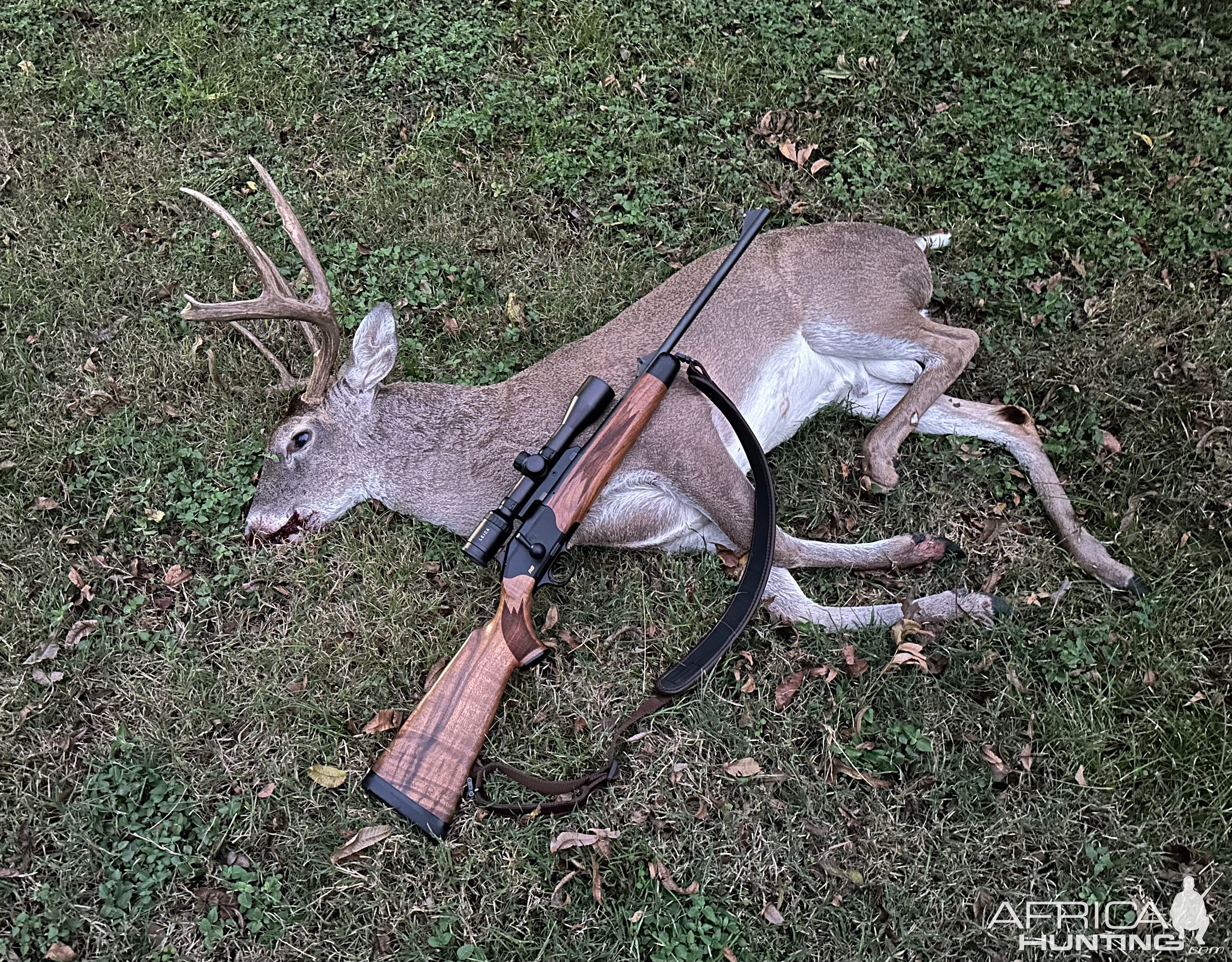 Whitetail Deer Hunt Texas