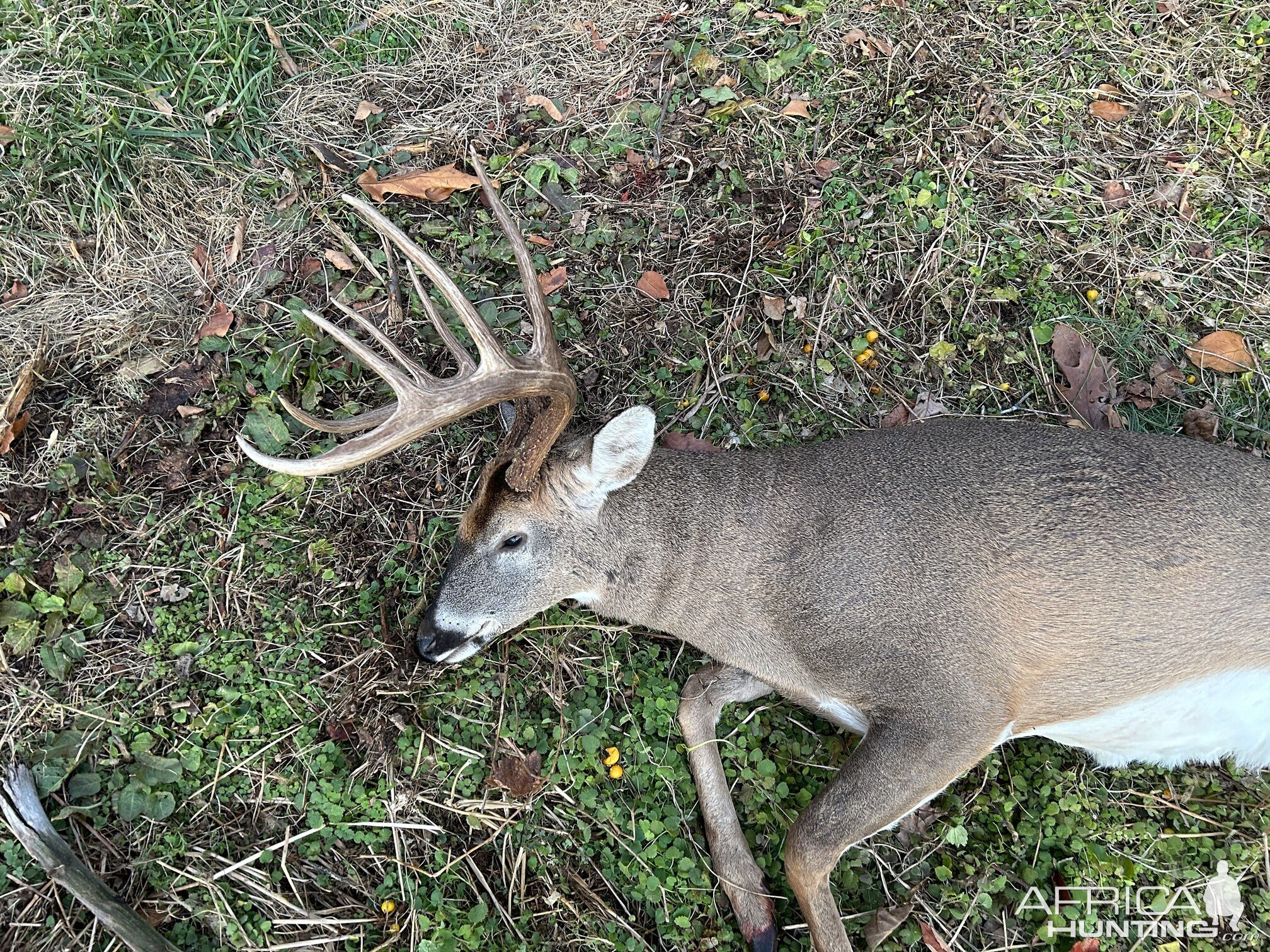 Whitetail Deer Hunt