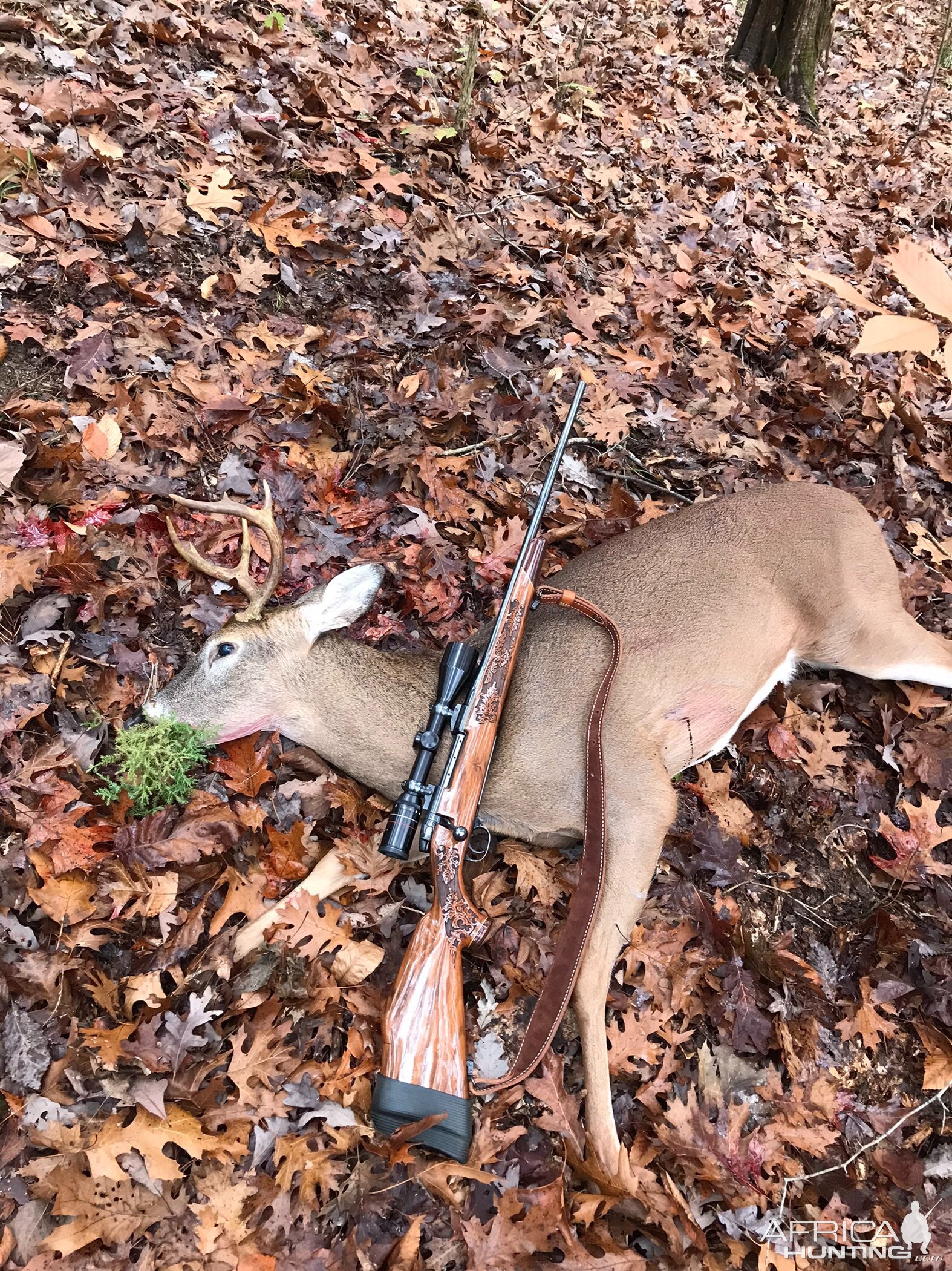 Whitetail Deer Hunt