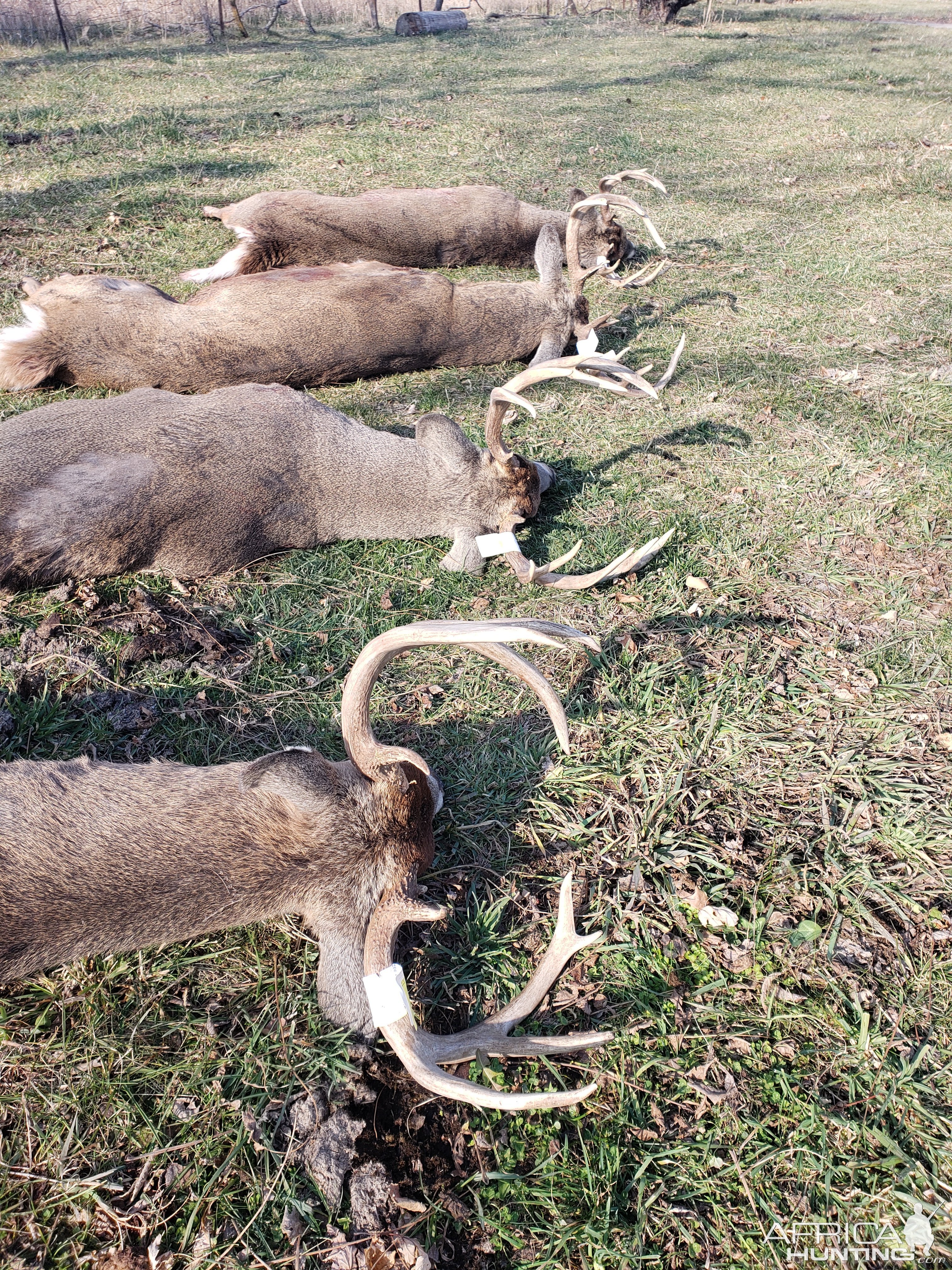 Whitetail Deer Hunting Iowa