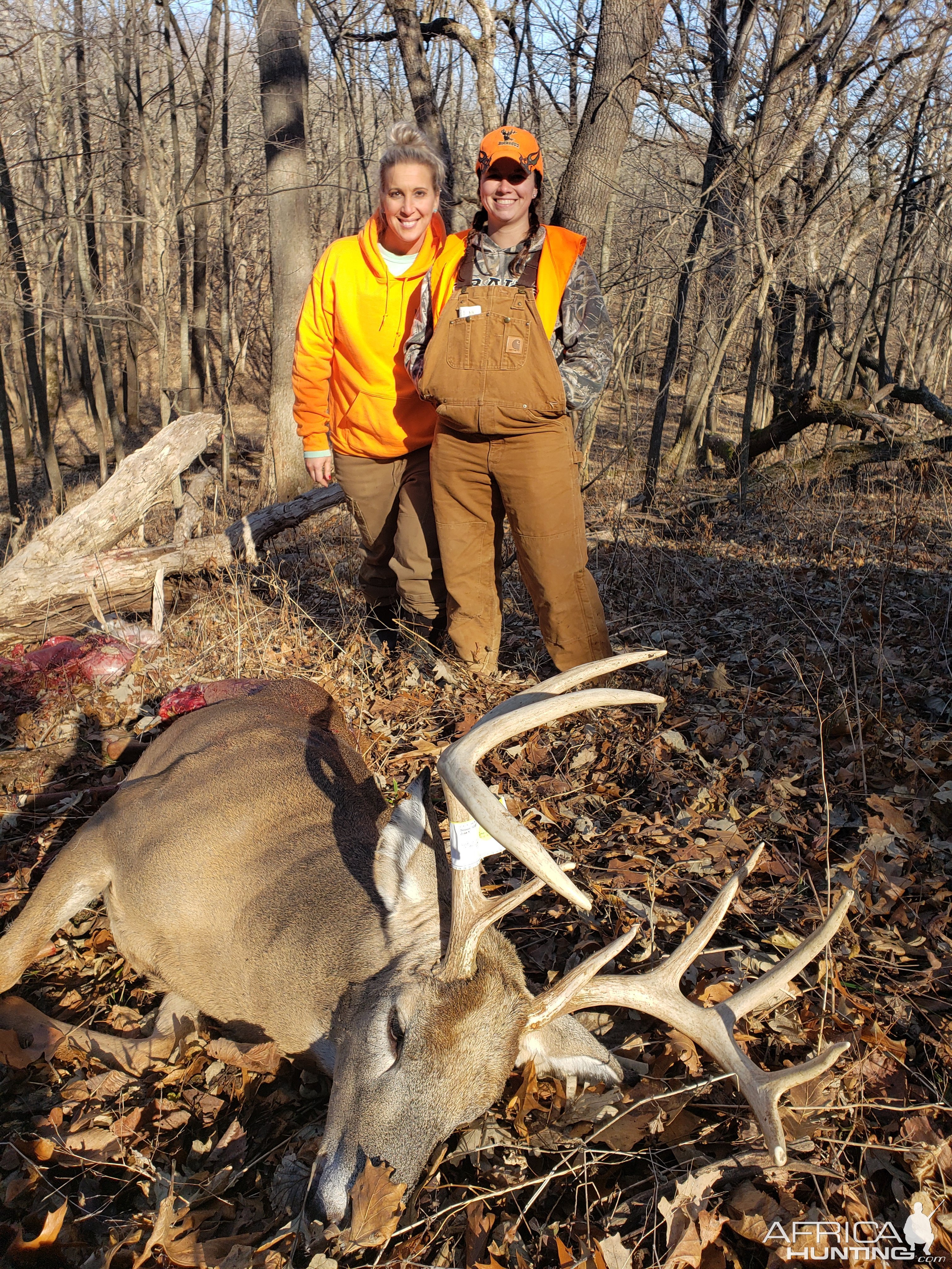 Whitetail Deer Hunting Iowa