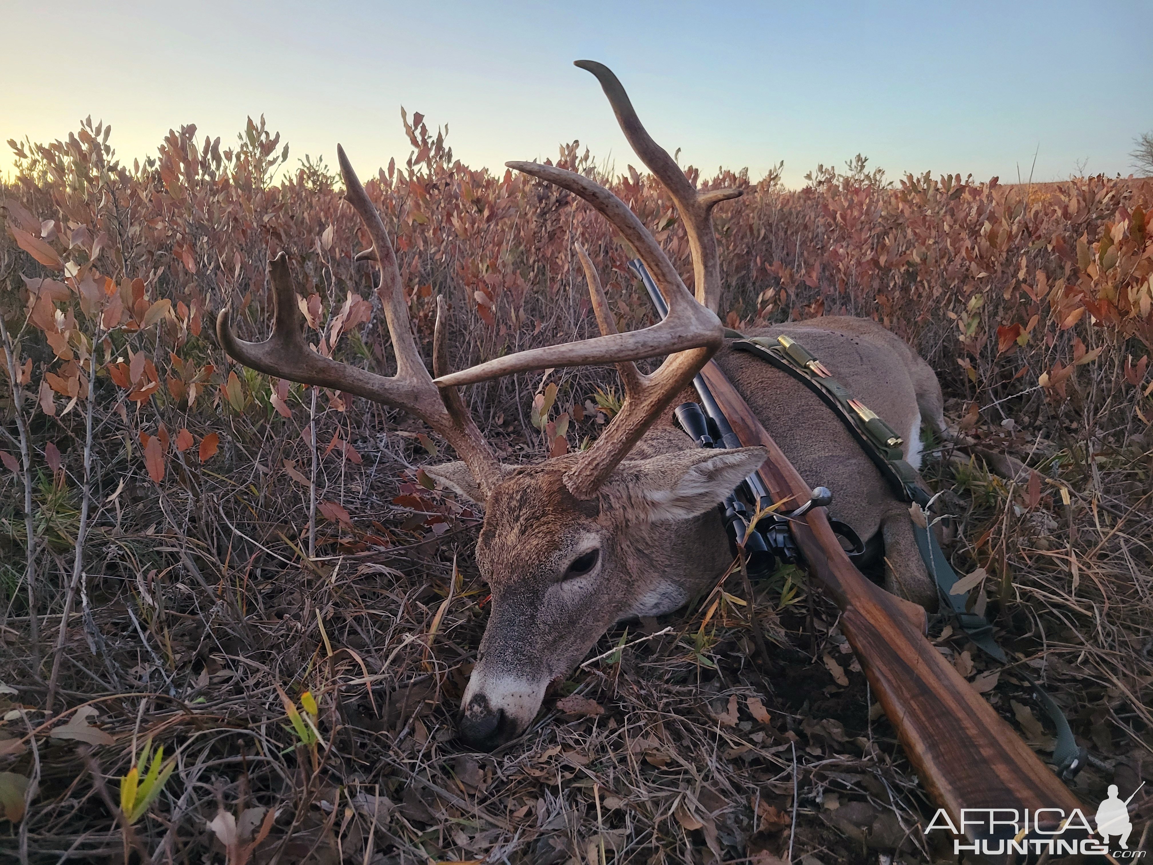 Whitetail Deer Hunting Texas