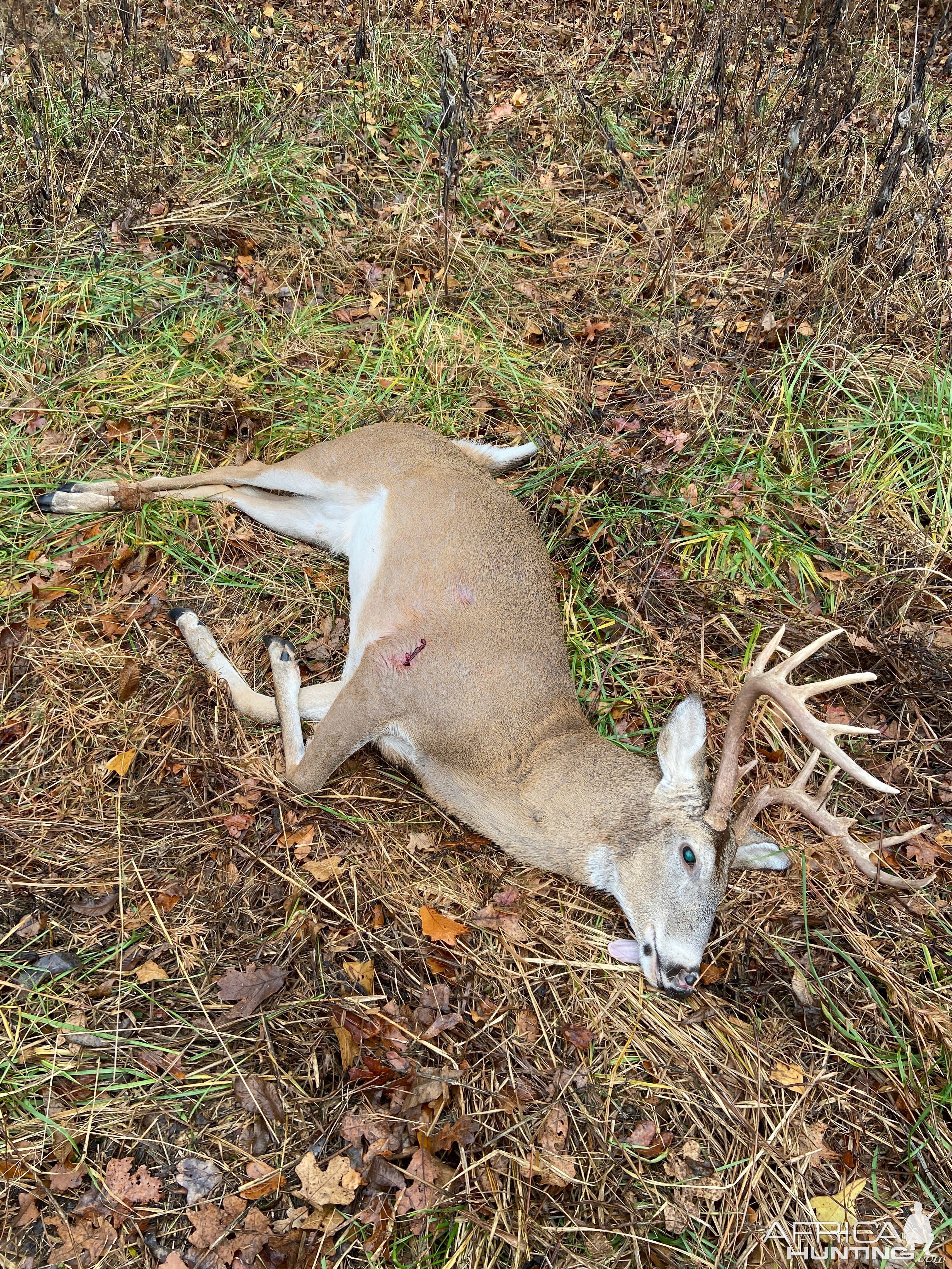 Whitetail Deer Hunting