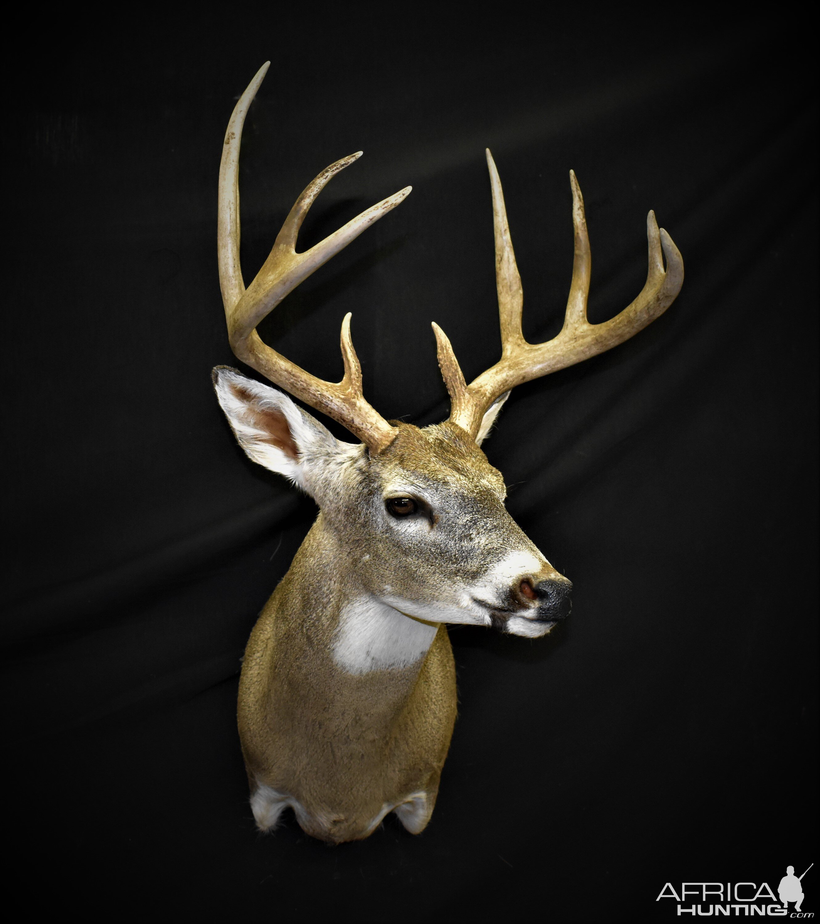 Whitetail Deer Shoulder Mount Taxidermy