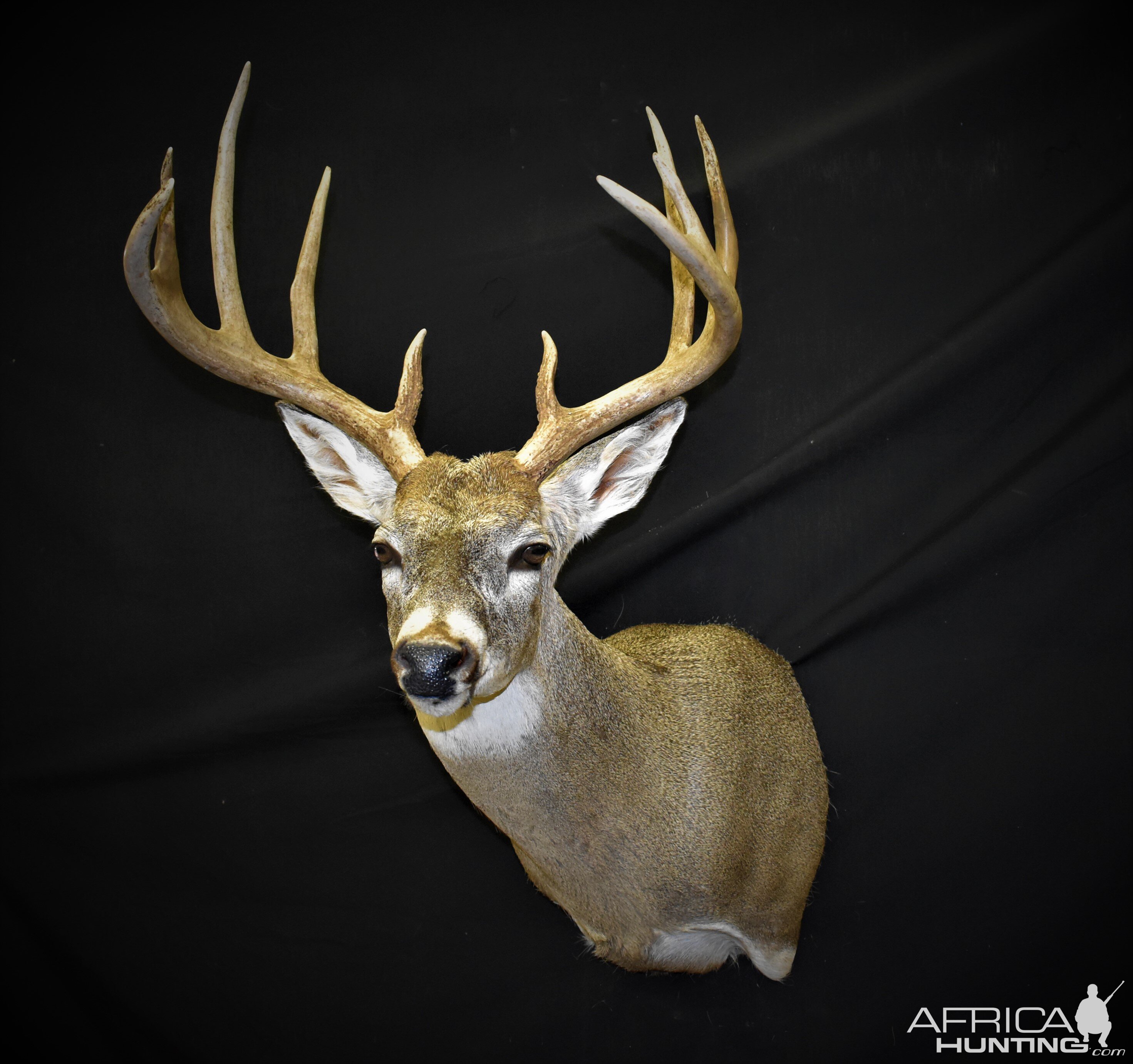 Whitetail Deer Shoulder Mount Taxidermy