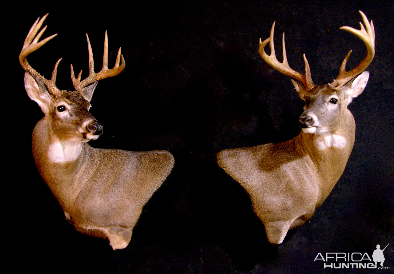 Shoulder Mount Whitetail Deer In Living Room