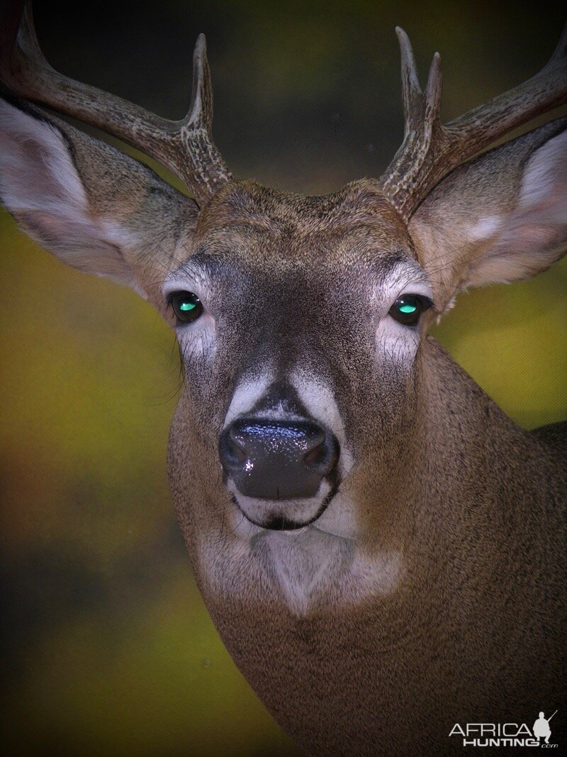 Whitetail Deer Shoulder Mount Taxidermy