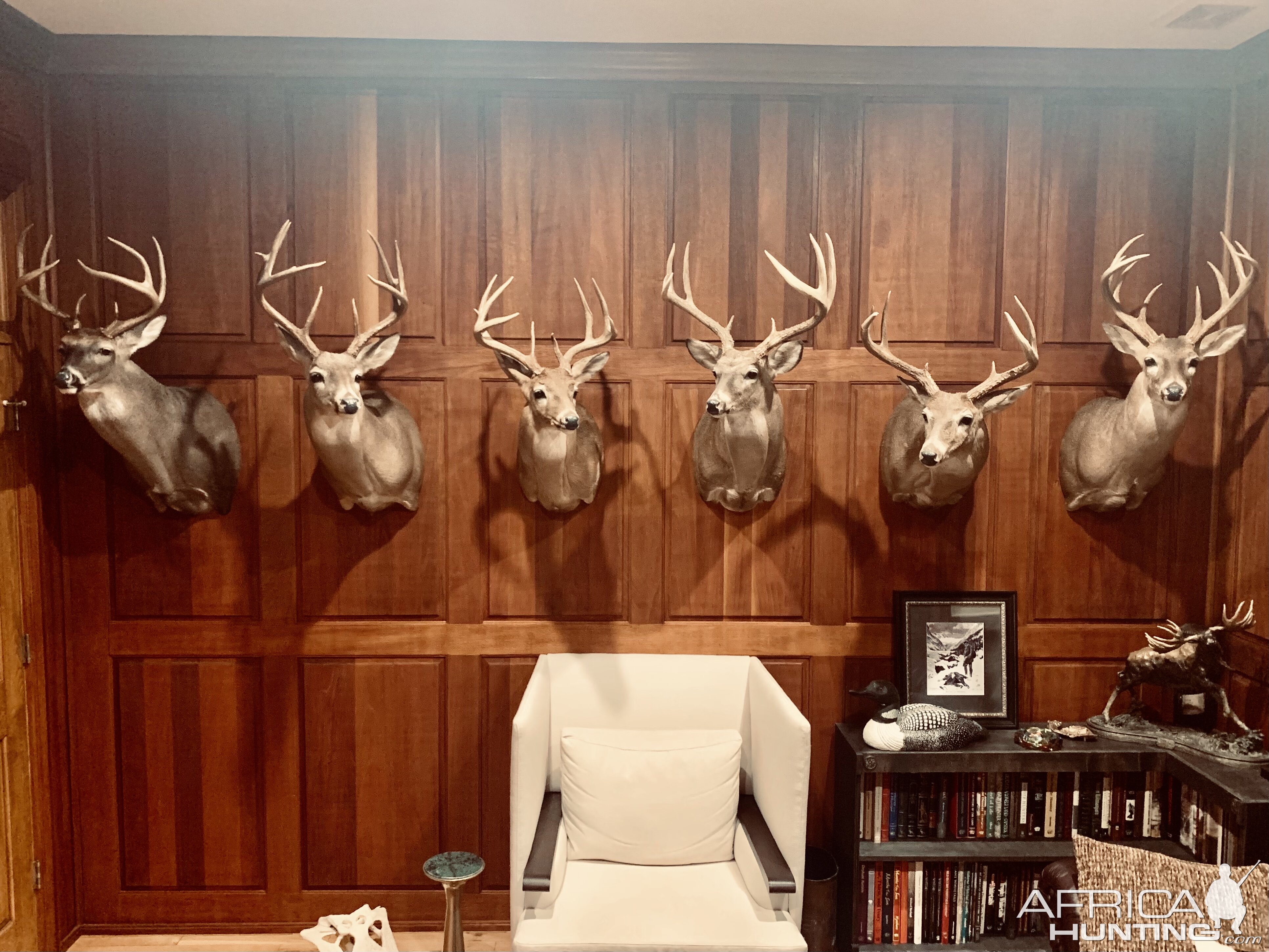 Shoulder Mount Whitetail Deer In Living Room