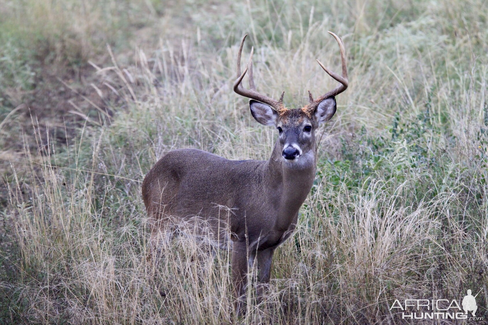 Whitetail Deer