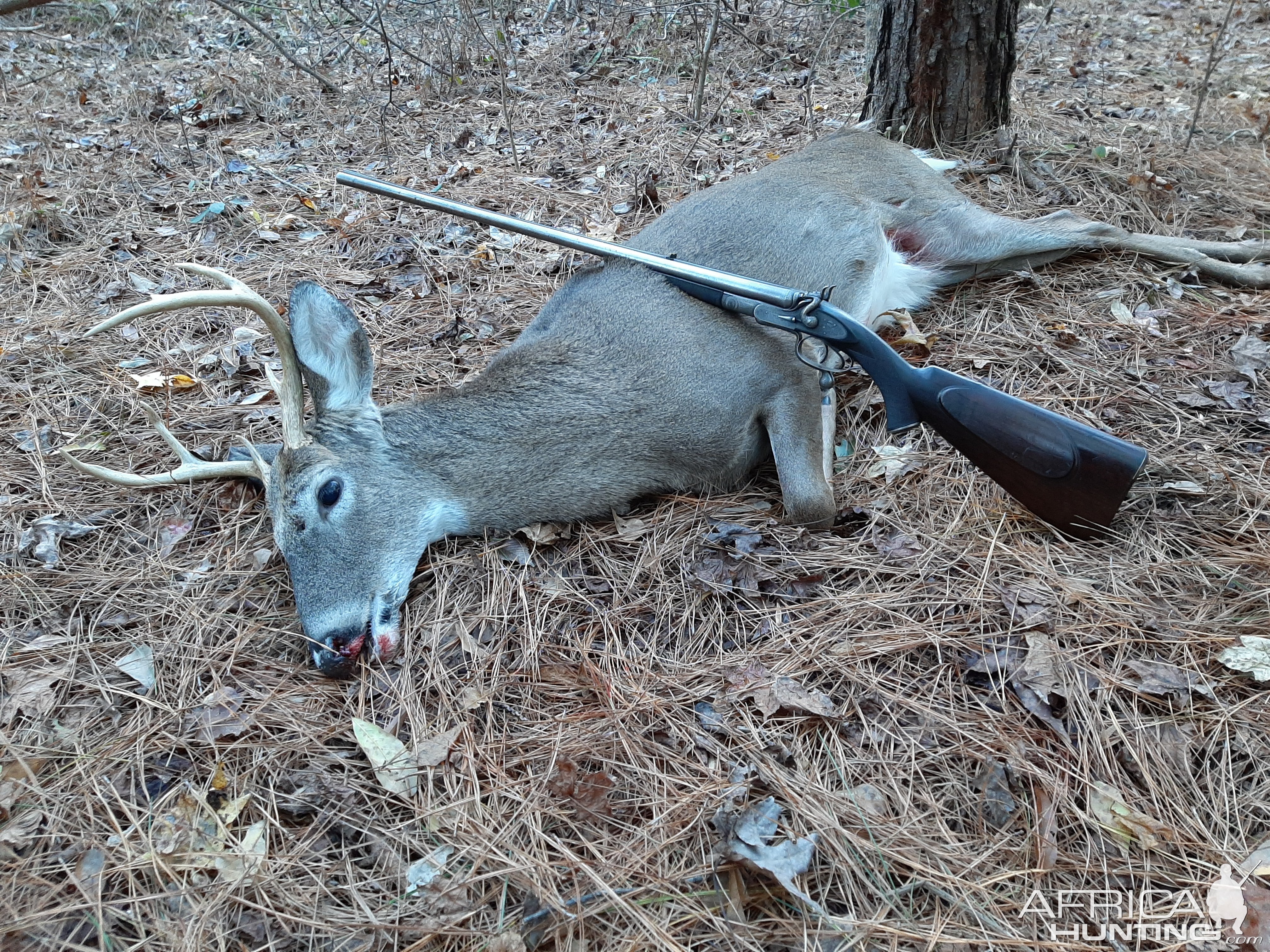 Whitetail Hunting