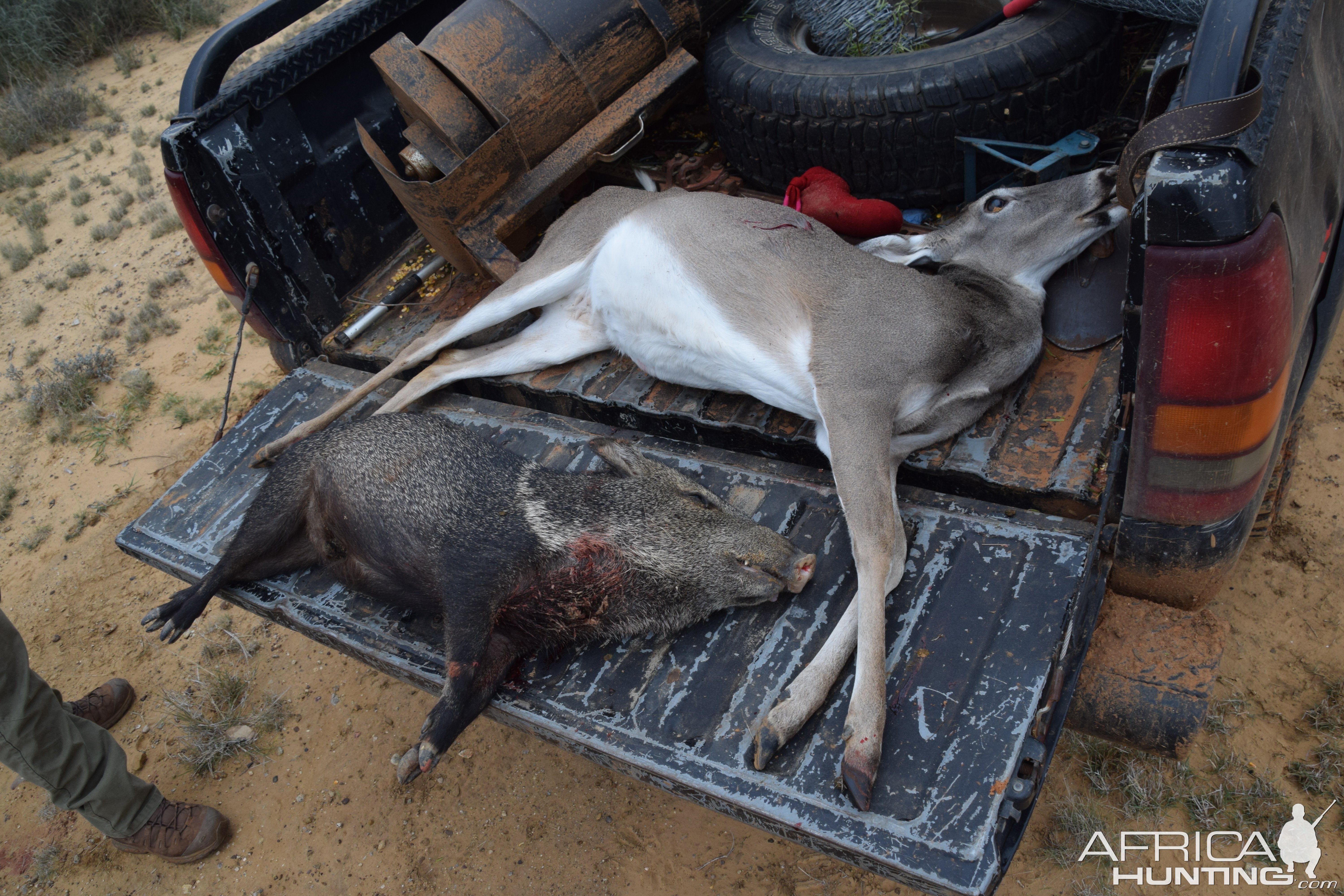 Whitetail & Javelina Hunt