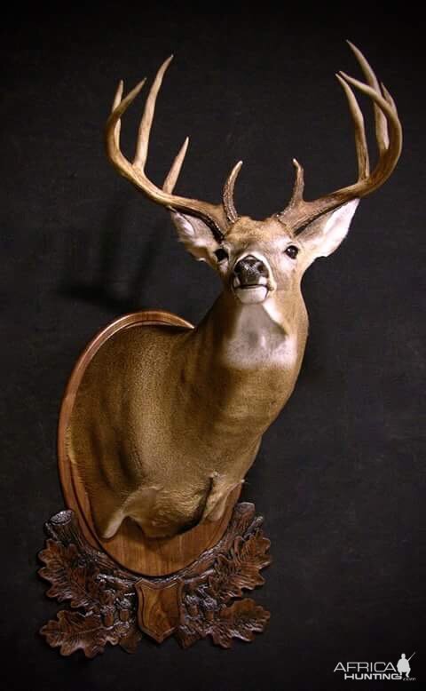 Whitetail Shoulder Mount Taxidermy