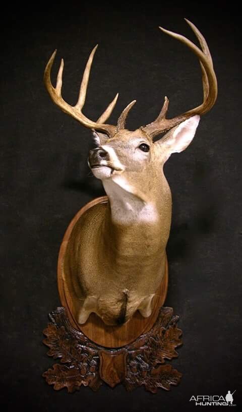 Whitetail Shoulder Mount Taxidermy