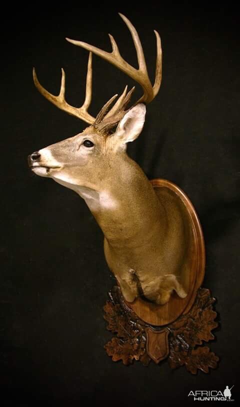 Whitetail Shoulder Mount Taxidermy
