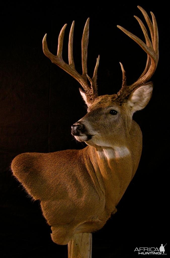 Whitetail Deer Taxidermy Forms
