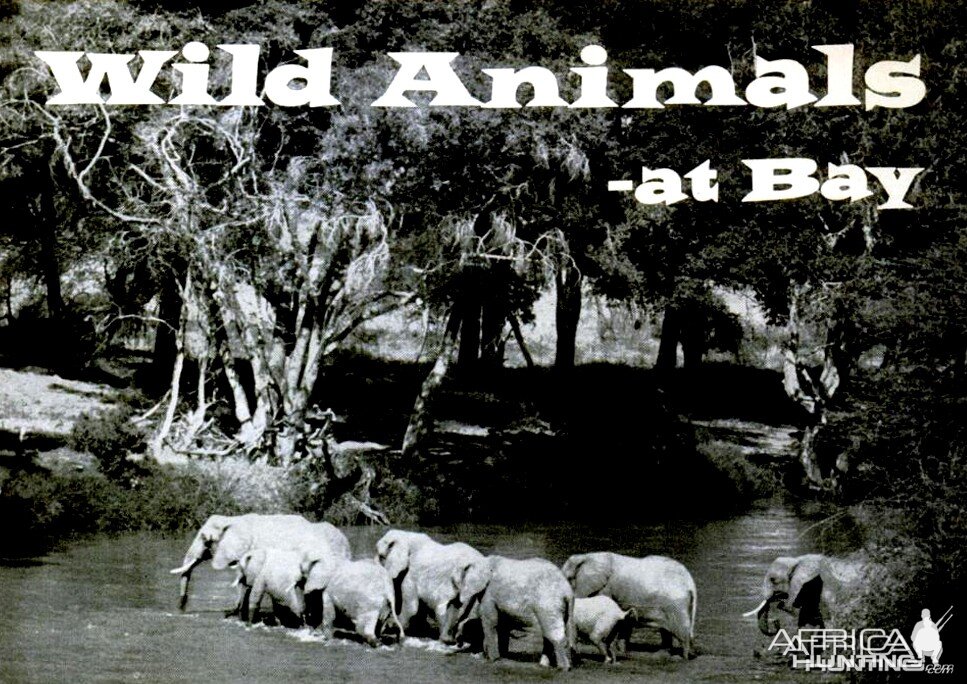 Wild Animals at Bay by Famous "White Hunter" Donald Ker