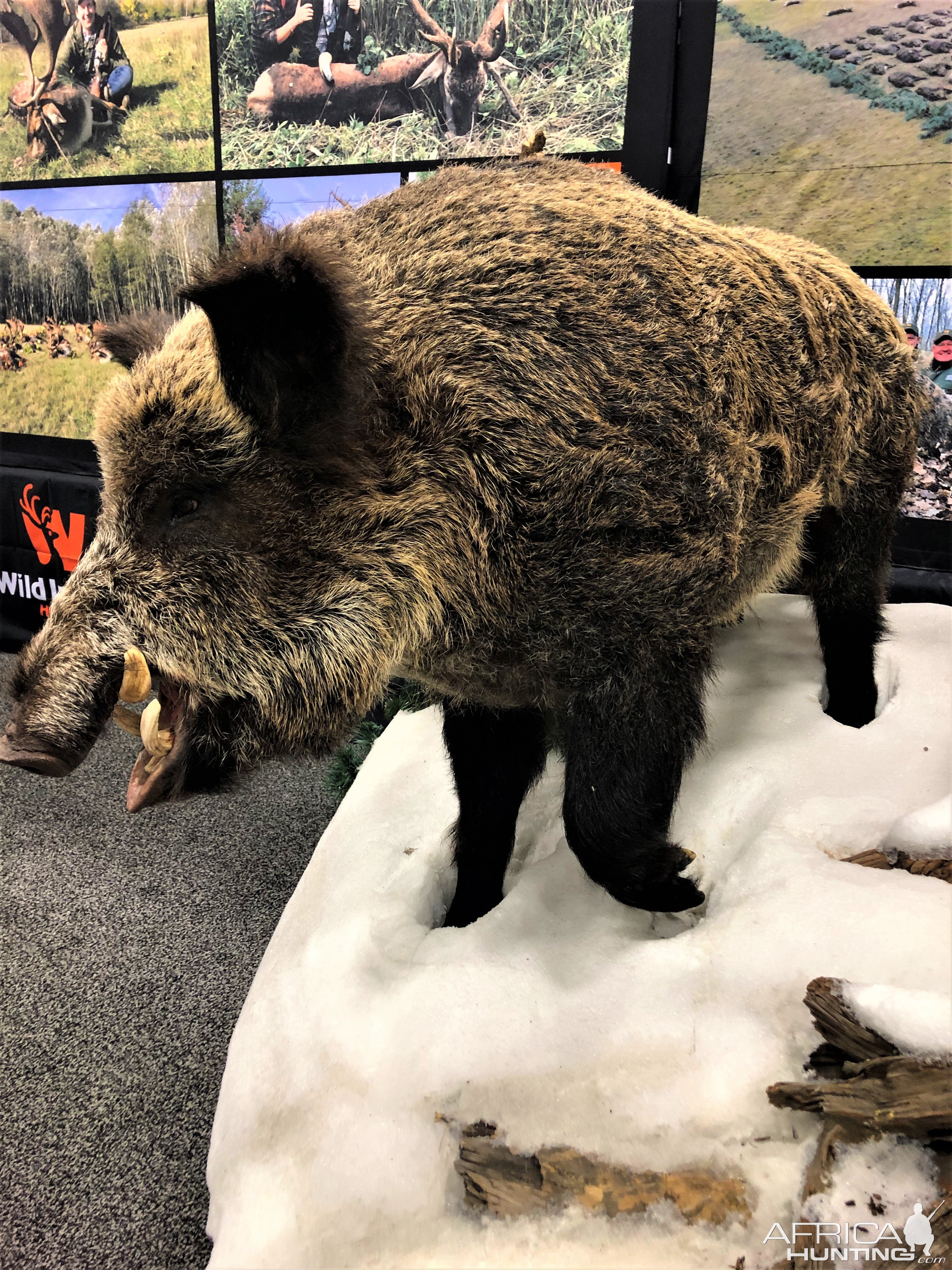 Wild Boar Full Mount Taxidermy