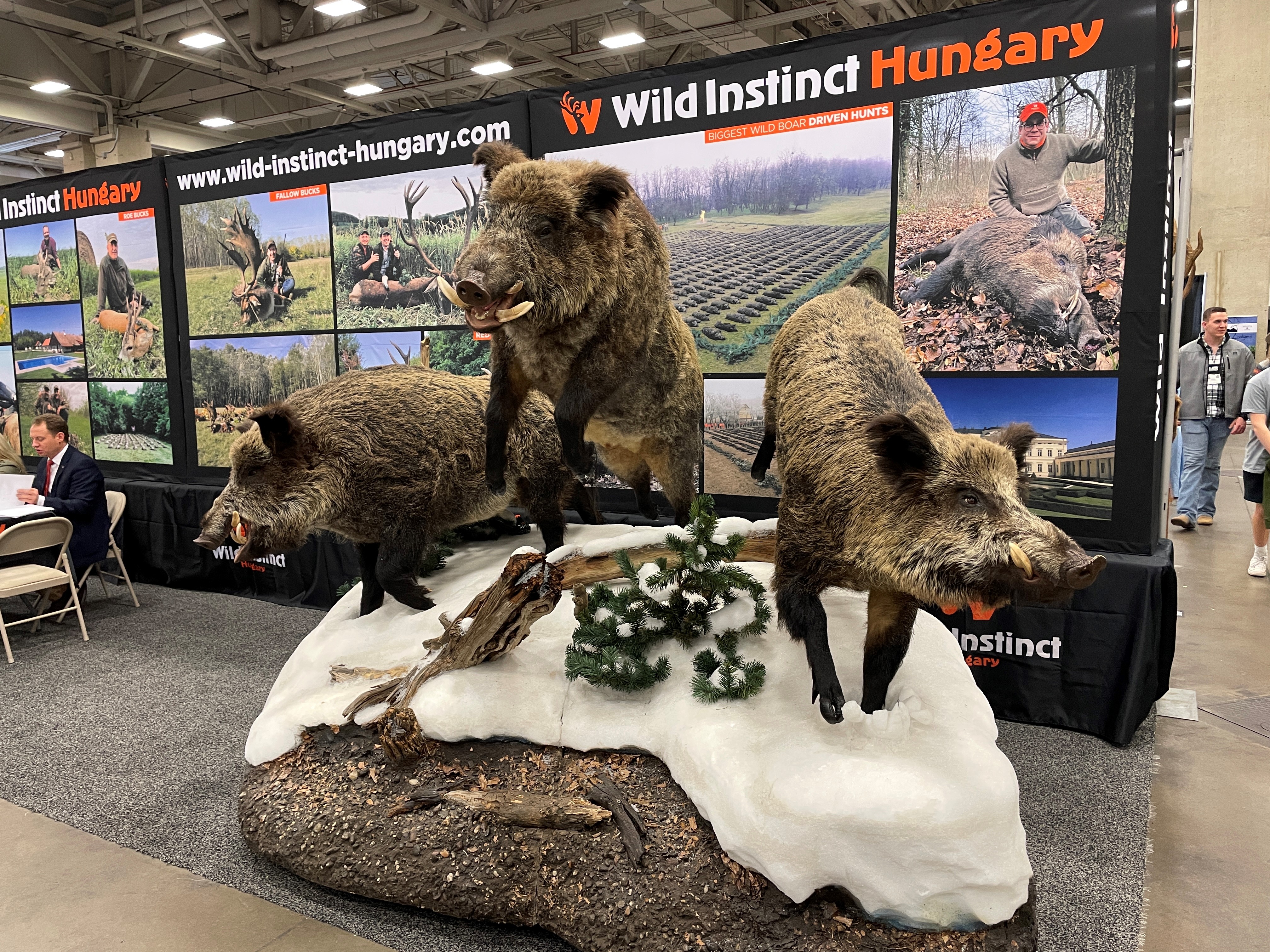 Wild Boar Full Mount Taxidermy