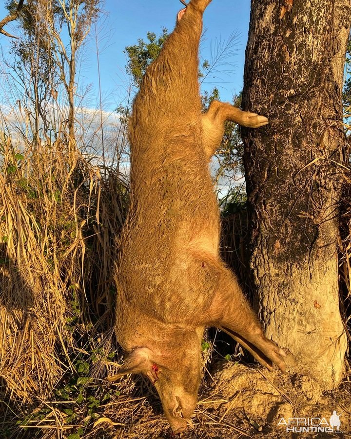 Wild Boar Hunt Australia