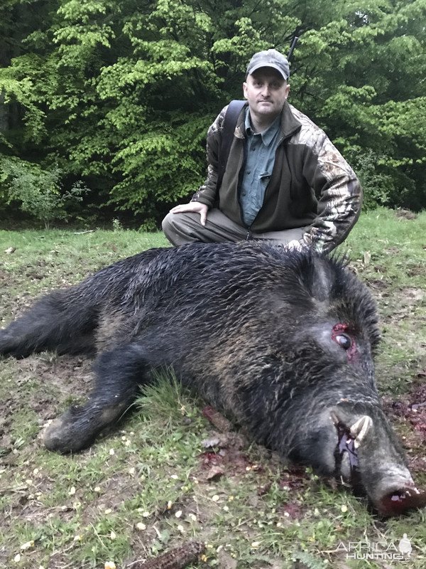 Wild Boar Hunt Romania