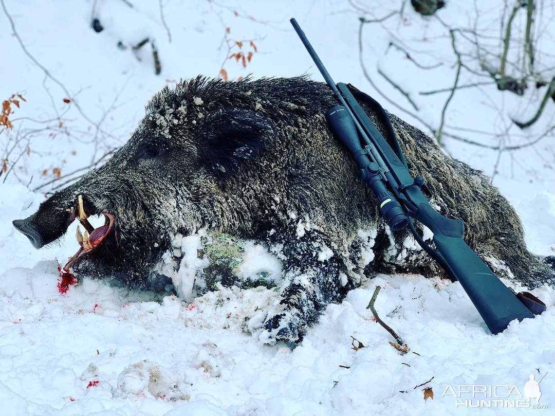 Wild Boar Hunt Romania