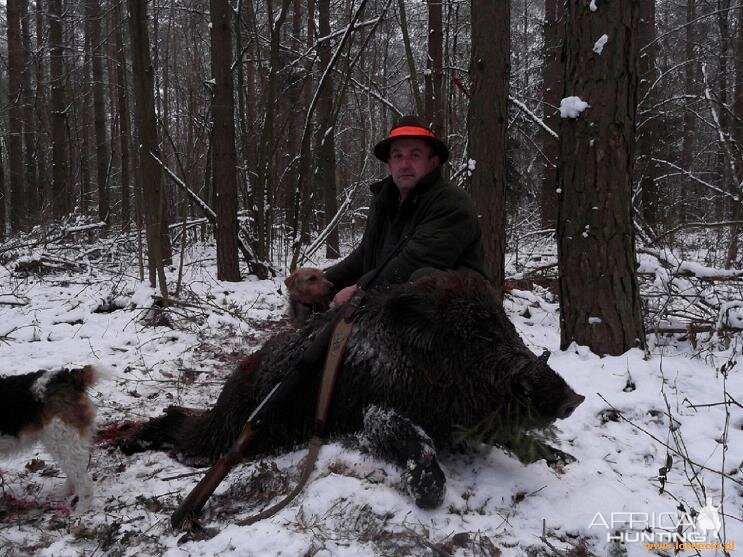 Wild Boar Hunt with Dogs Poland