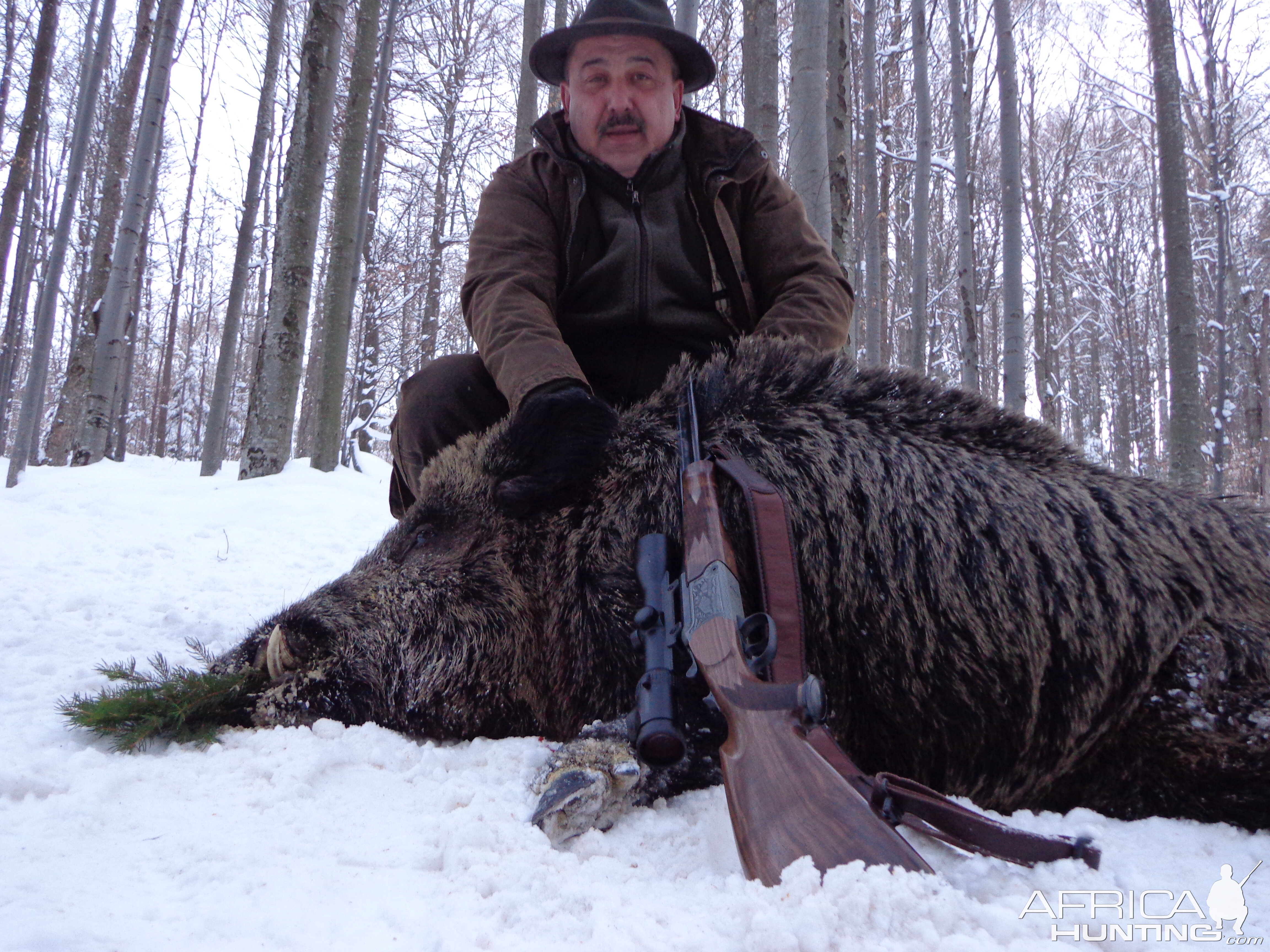Wild Boar hunted in Romania, 2013