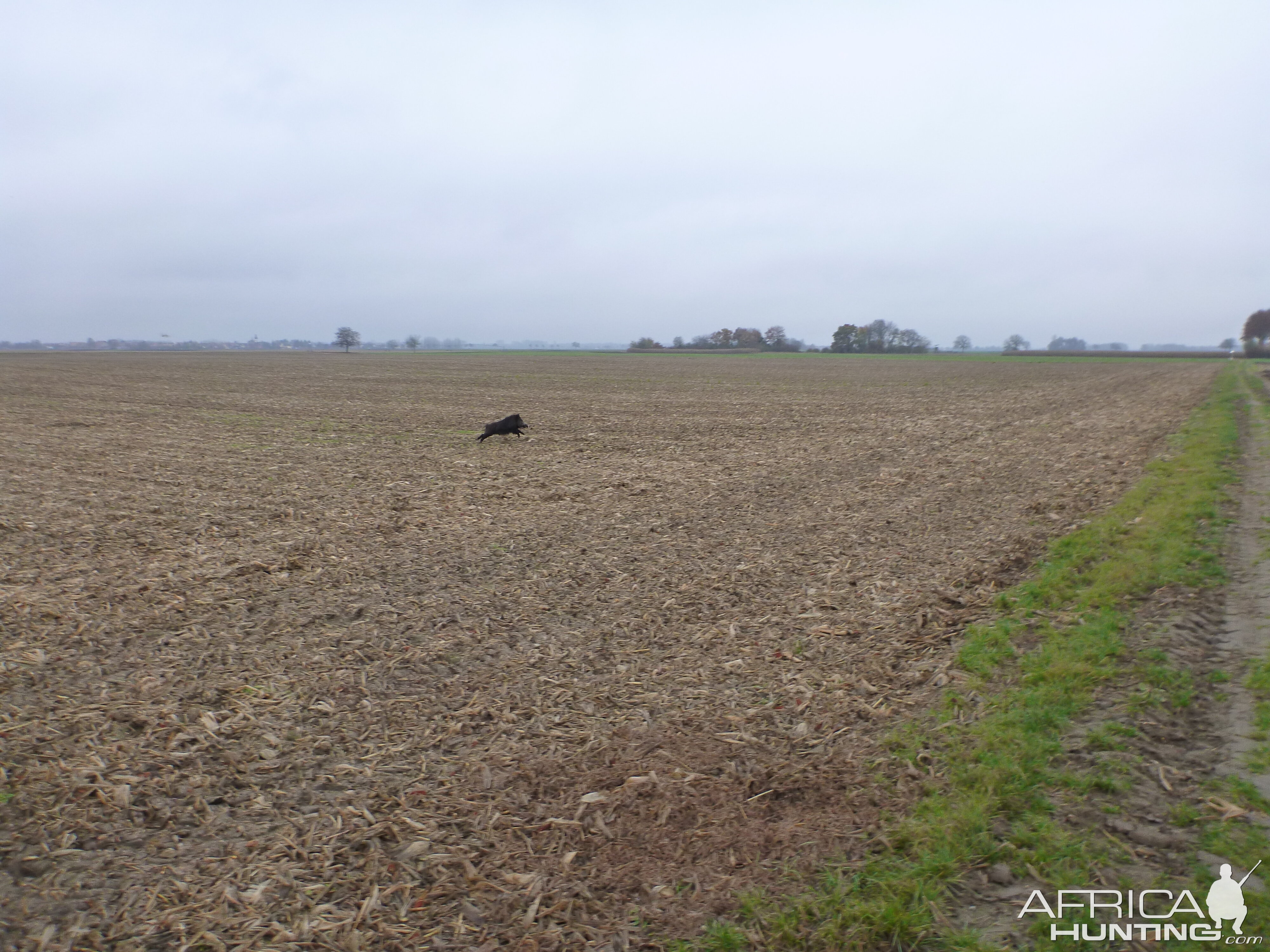 Wild Boar Hunting in France