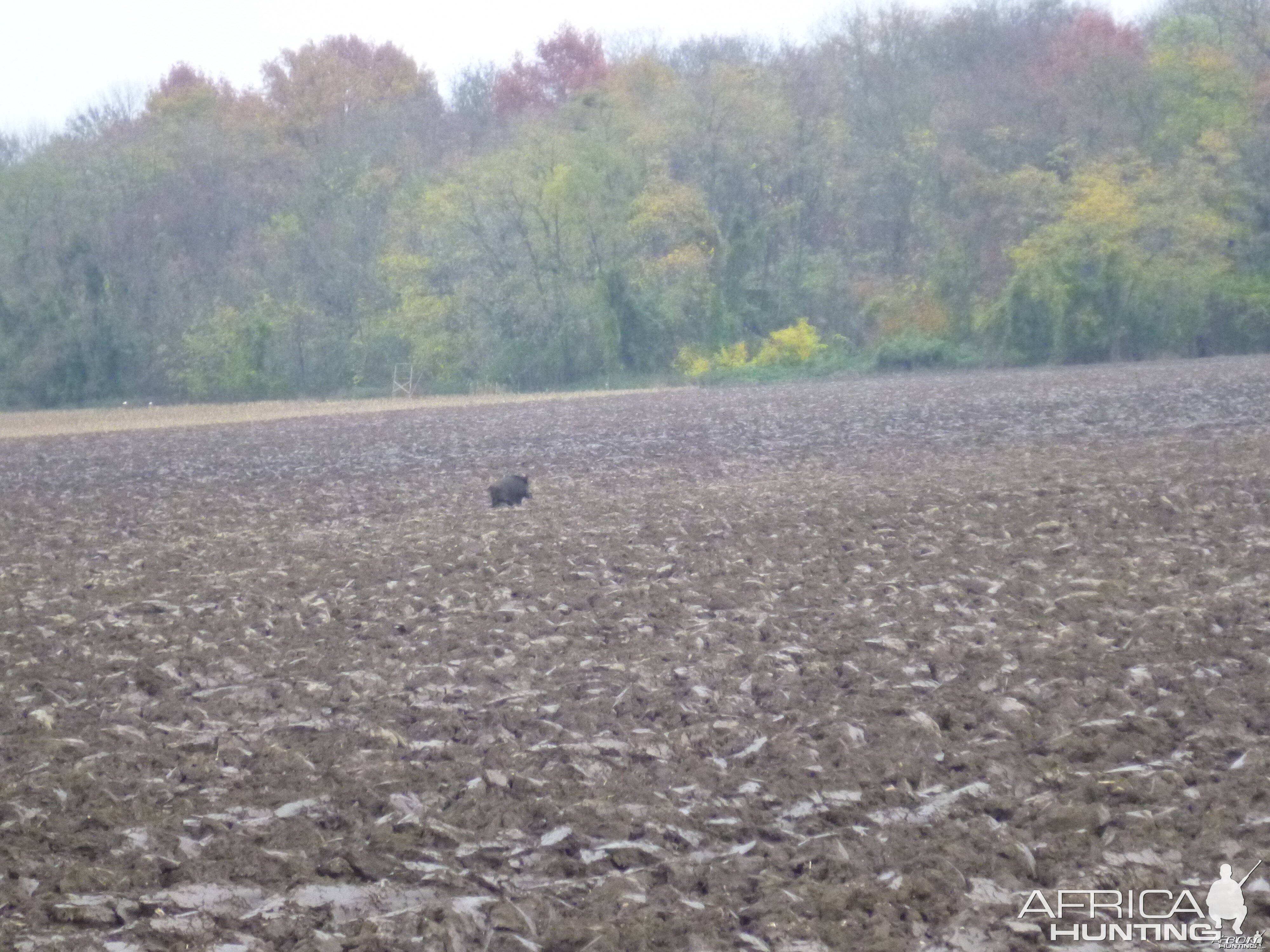 Wild Boar Hunting in France