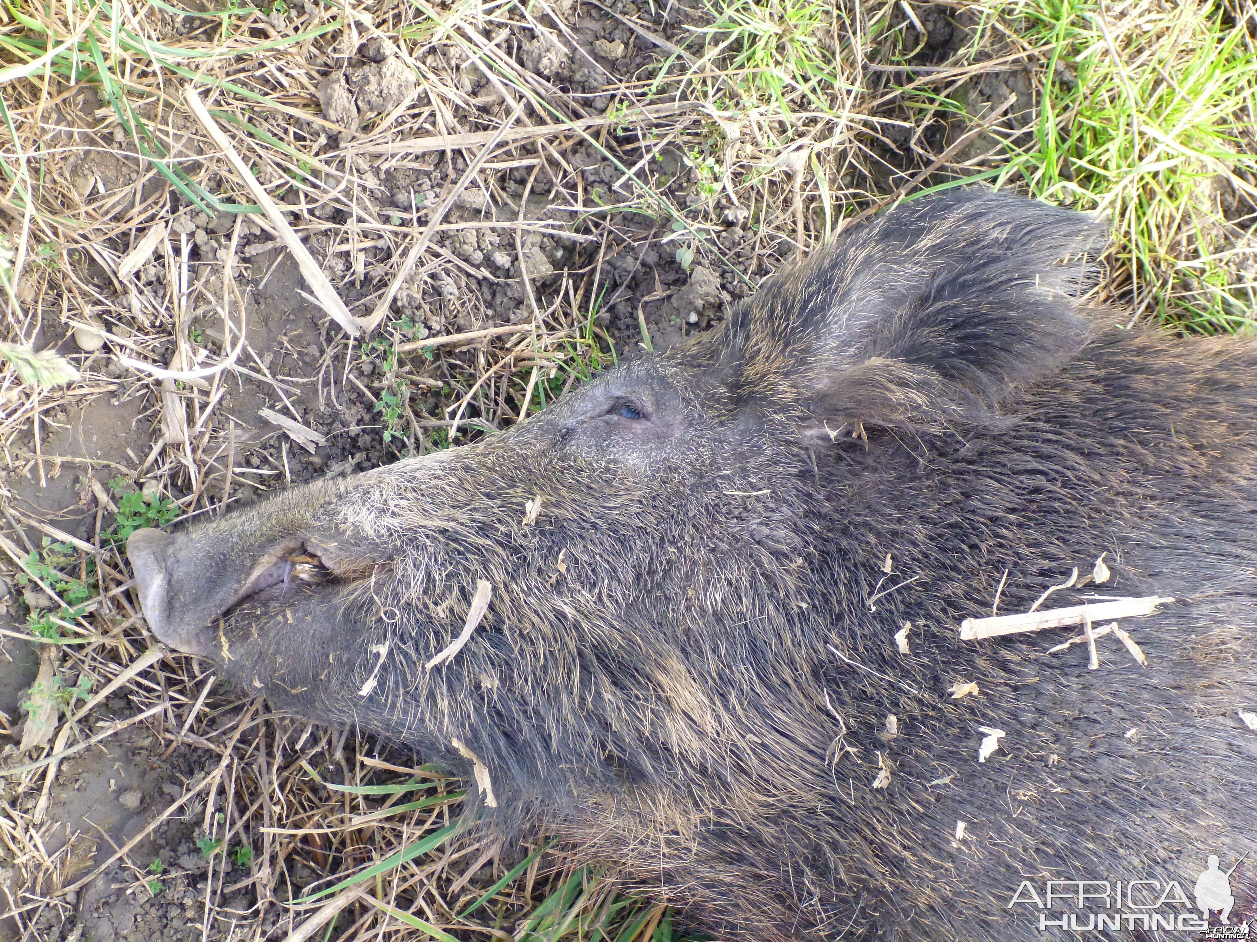 Wild Boar Hunting in France