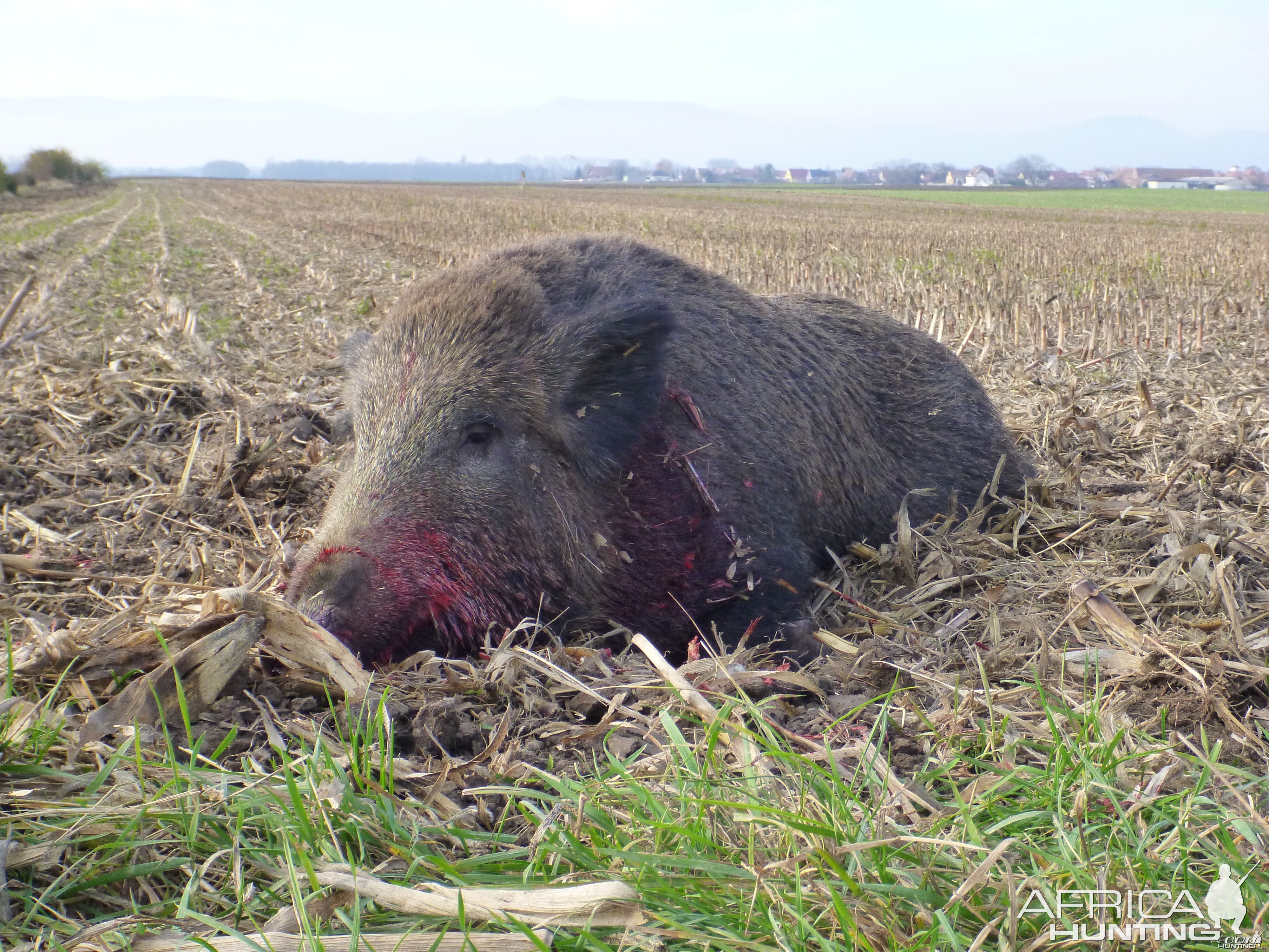 Wild Boar Hunting in France