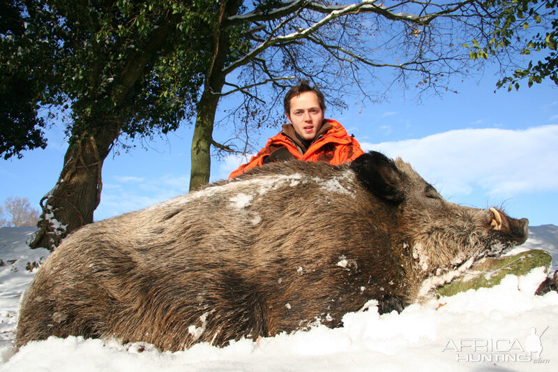 Wild Boar Hunting in France