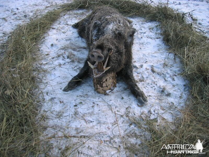 Wild Boar Hunting in Romania