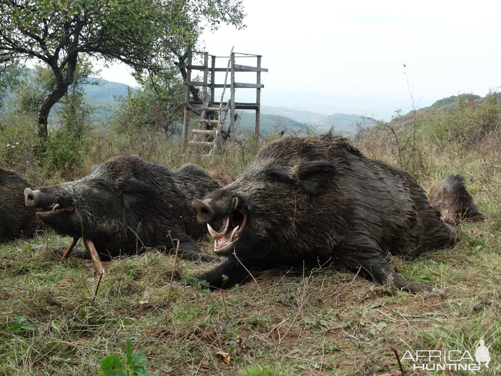 Wild Boar Hunting Transylvania Romania