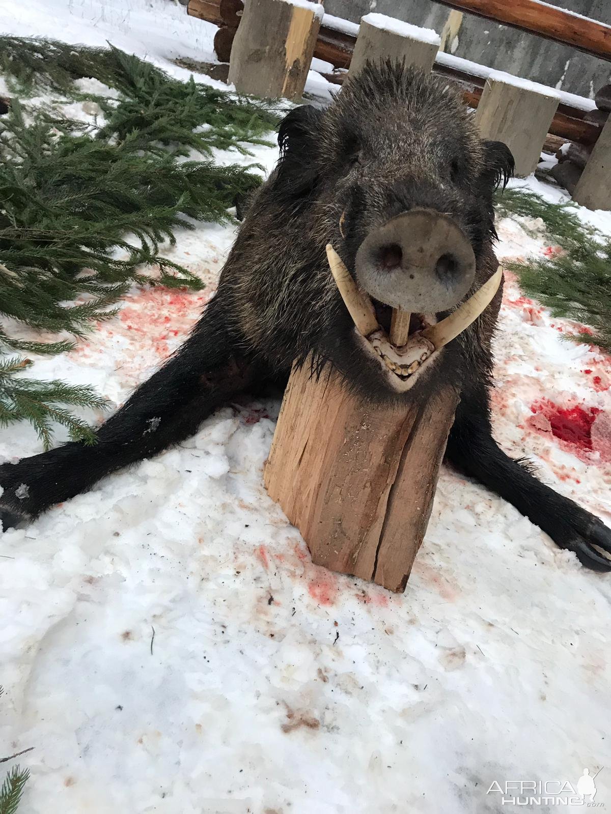 Wild Boar Hunting Transylvania Romania