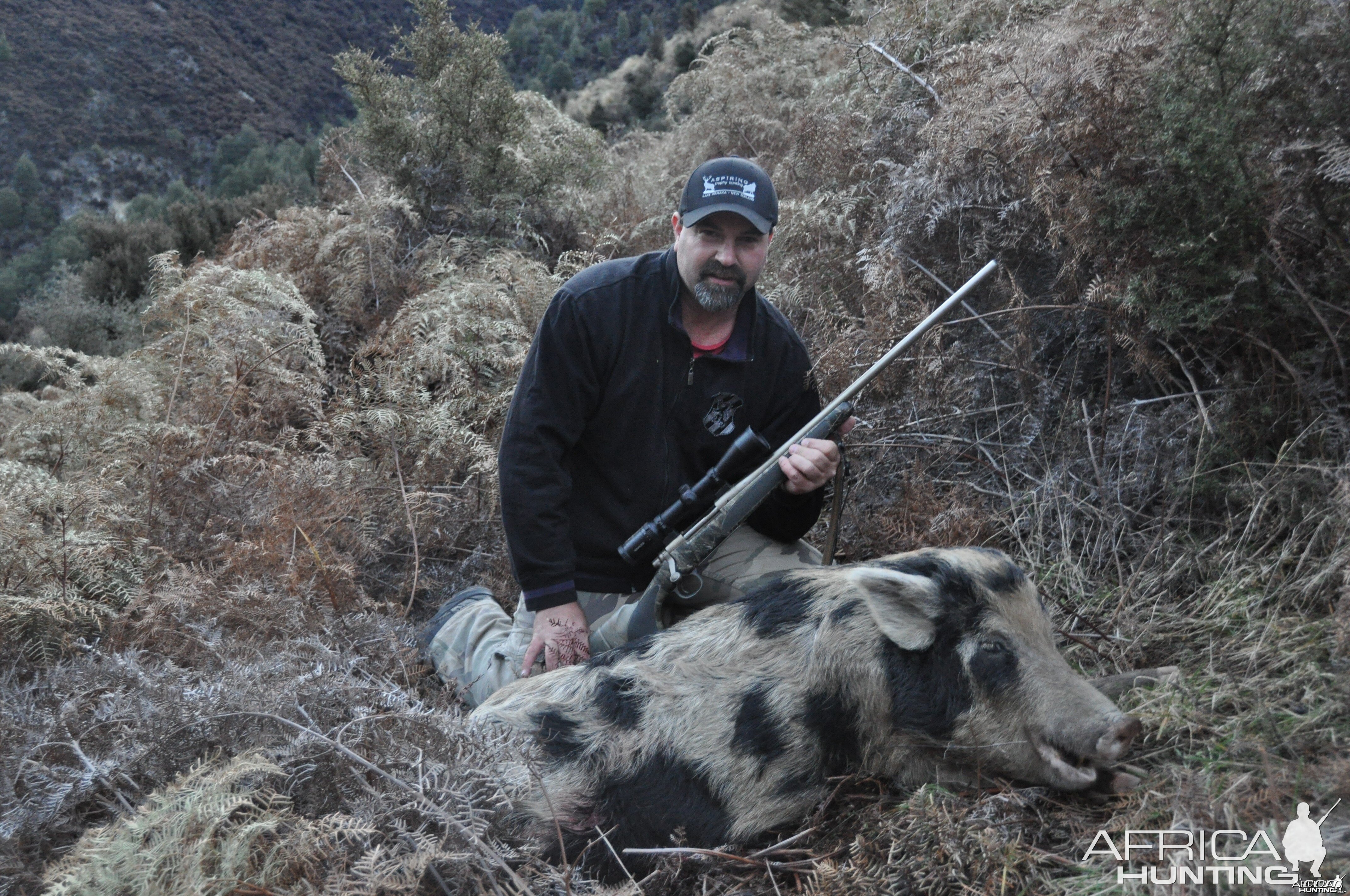 Wild Boar - New Zealand