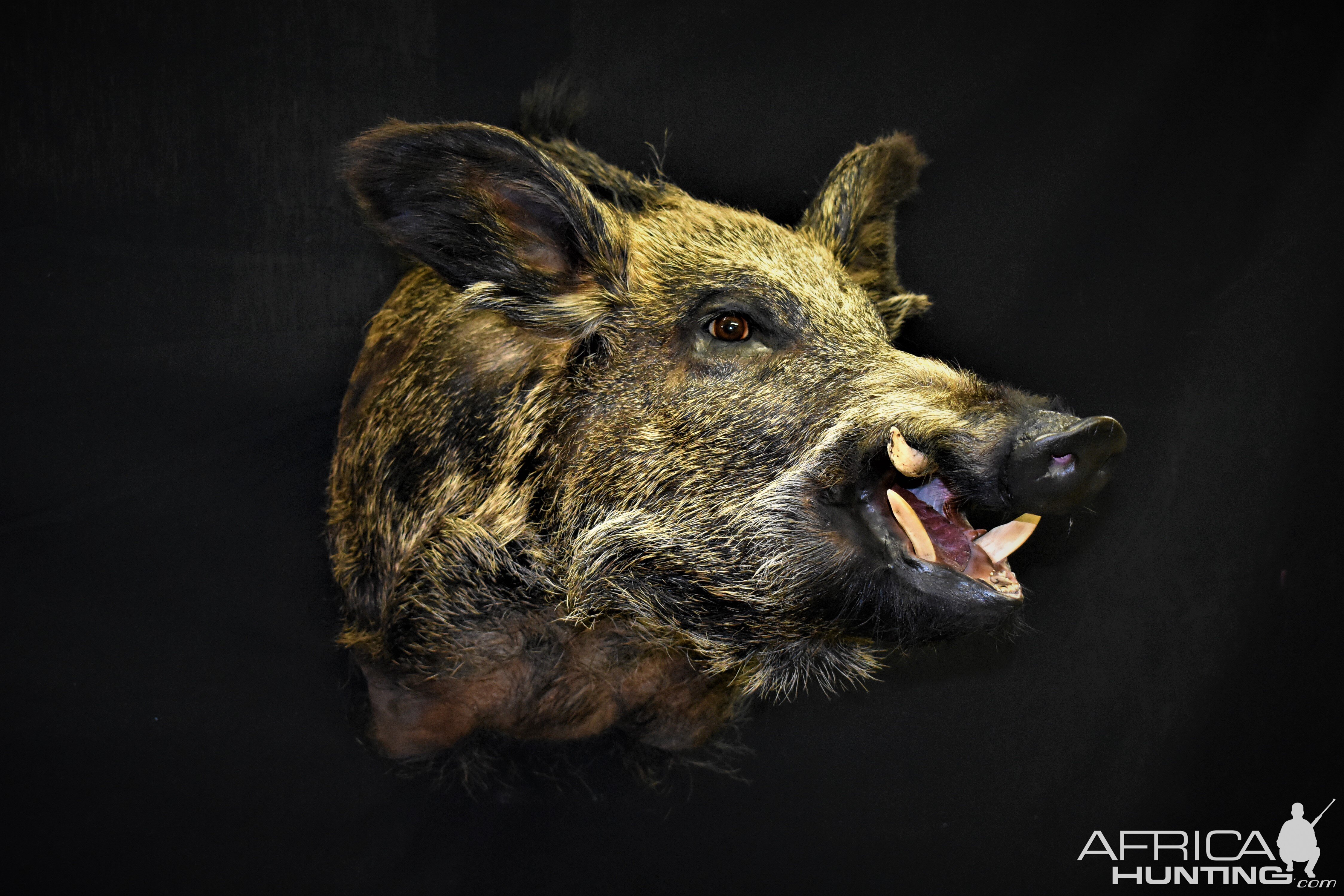 Wild Boar Shoulder Mount Taxidermy