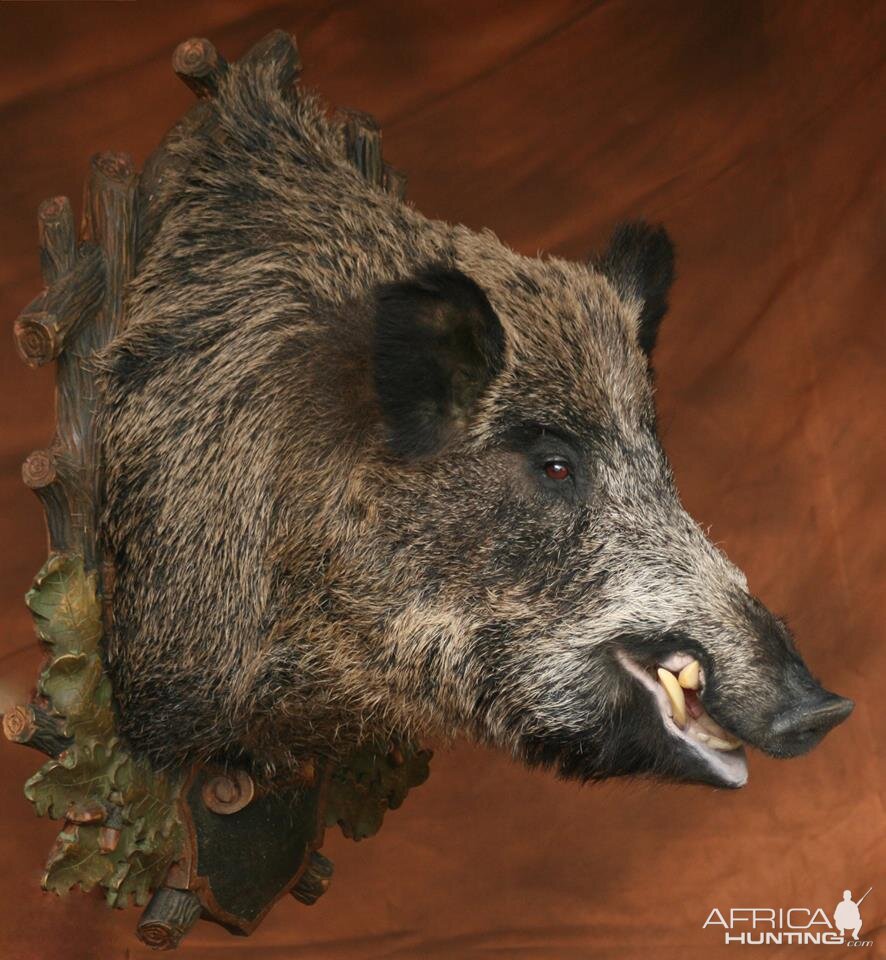 Wild Boar Shoulder Mount Taxidermy