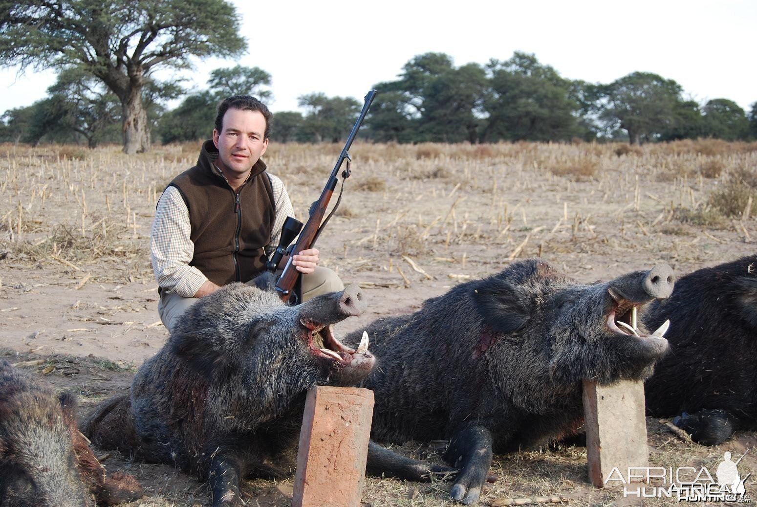 Wild Boars shot in Argentina