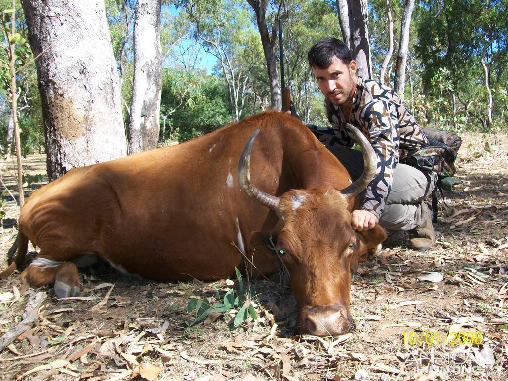 Wild Bull Hunting | AfricaHunting.com