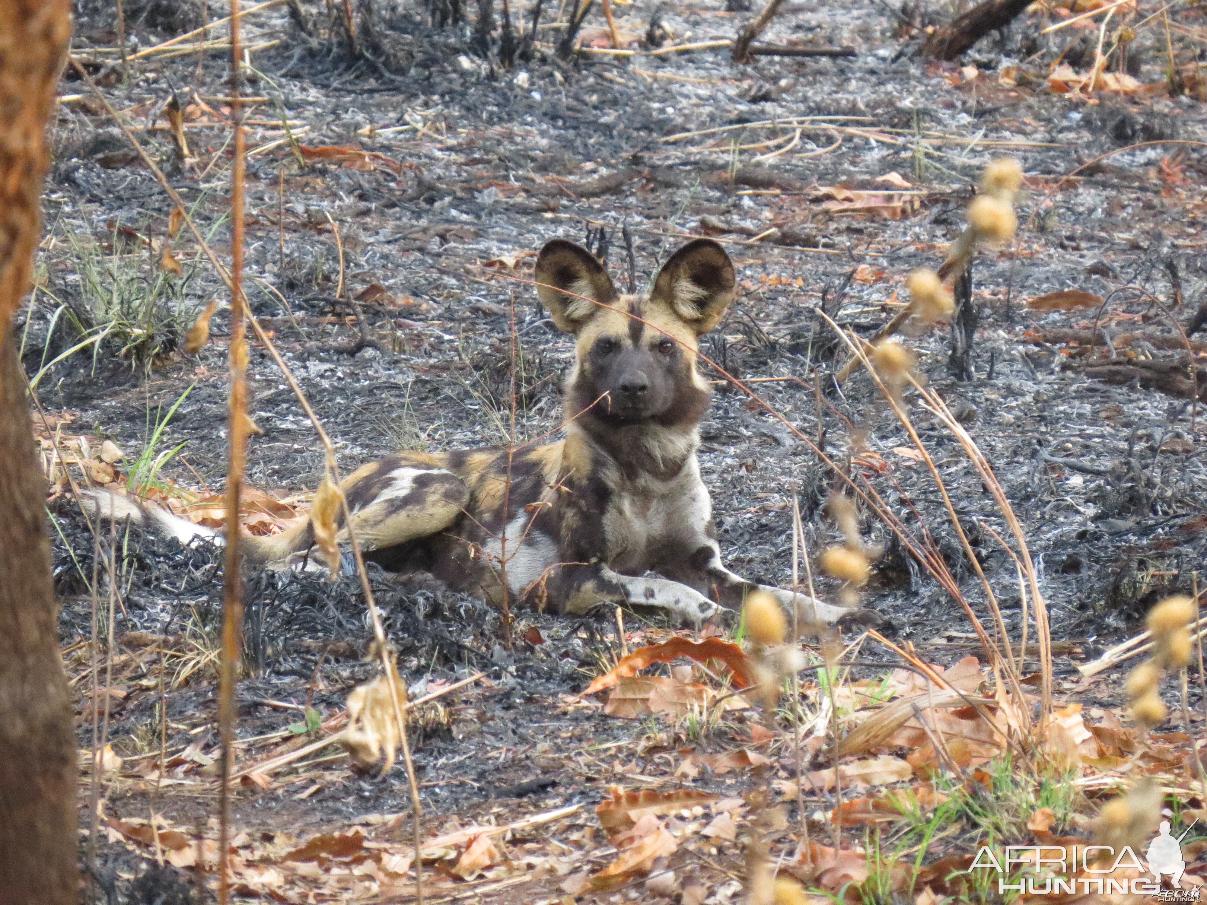 Wild Dog CAR