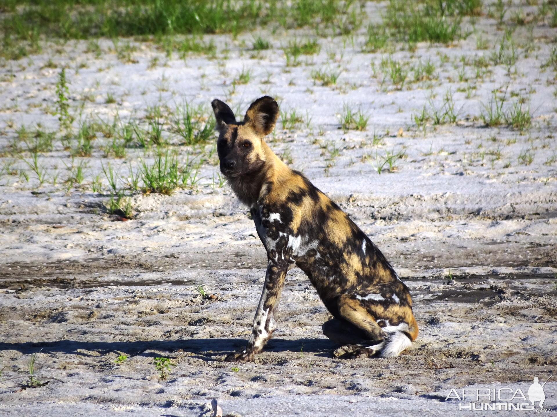 Wild Dog Selous Tanzania