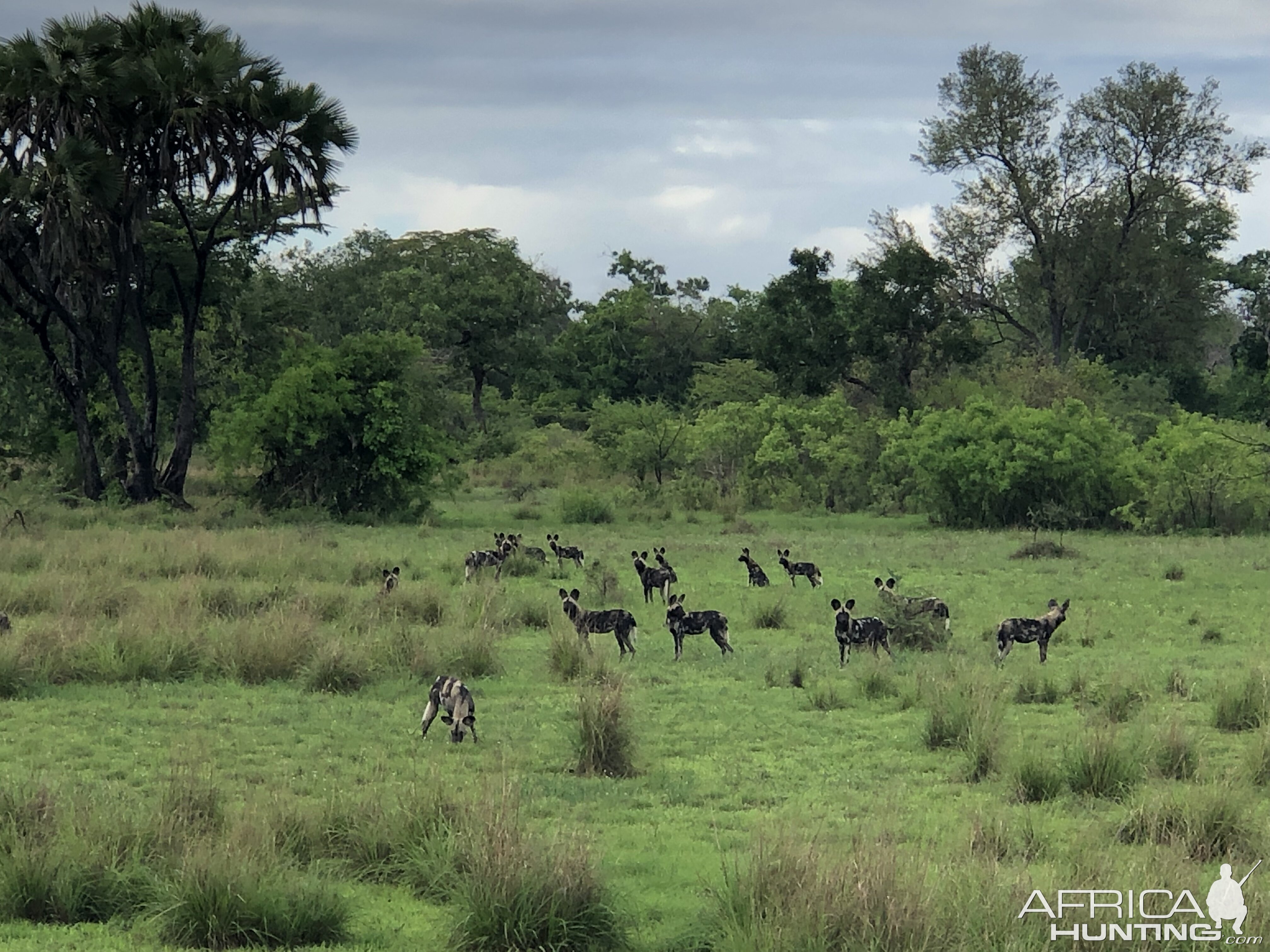 Wild Dogs in Tanzania