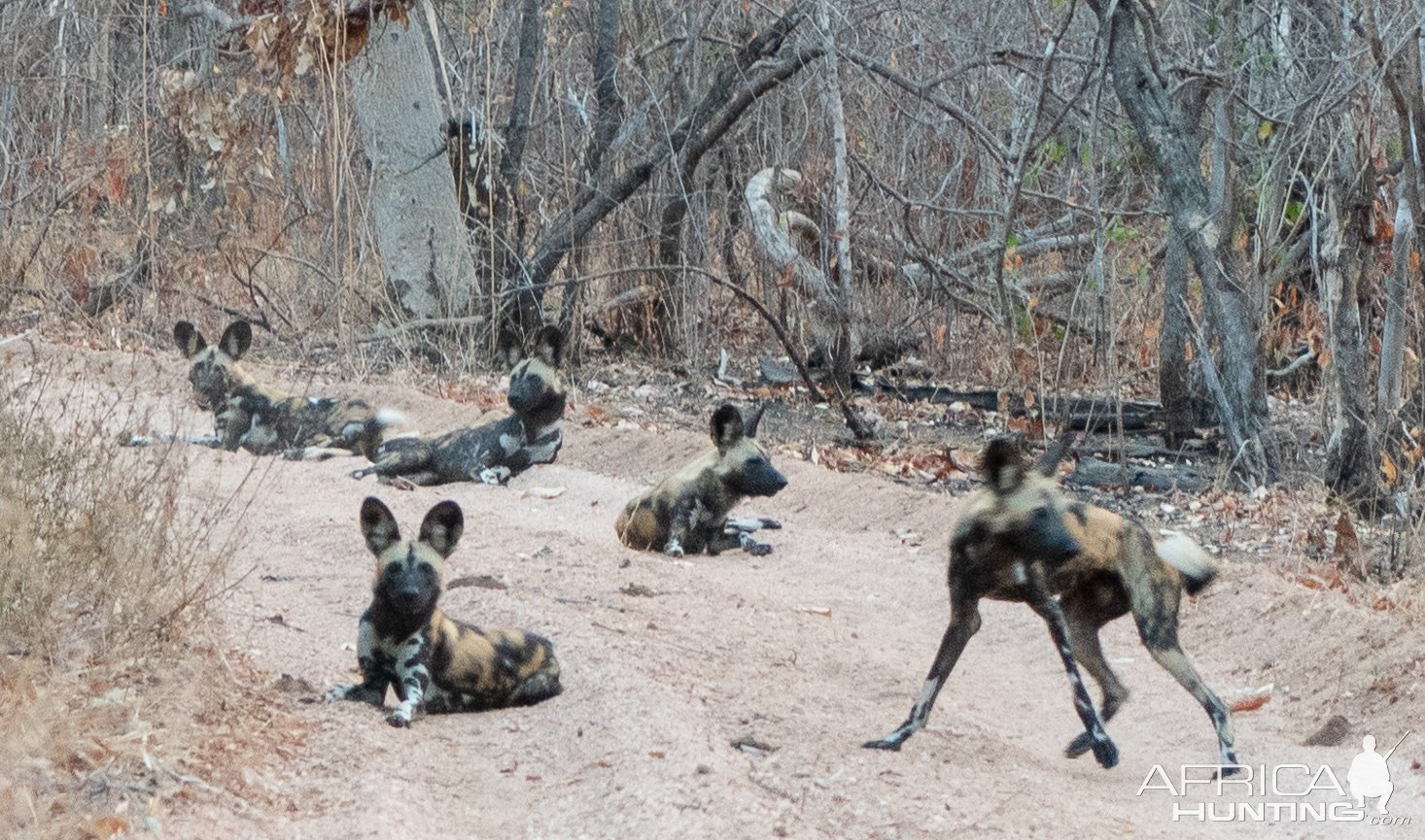 Wild Dogs Mozambique