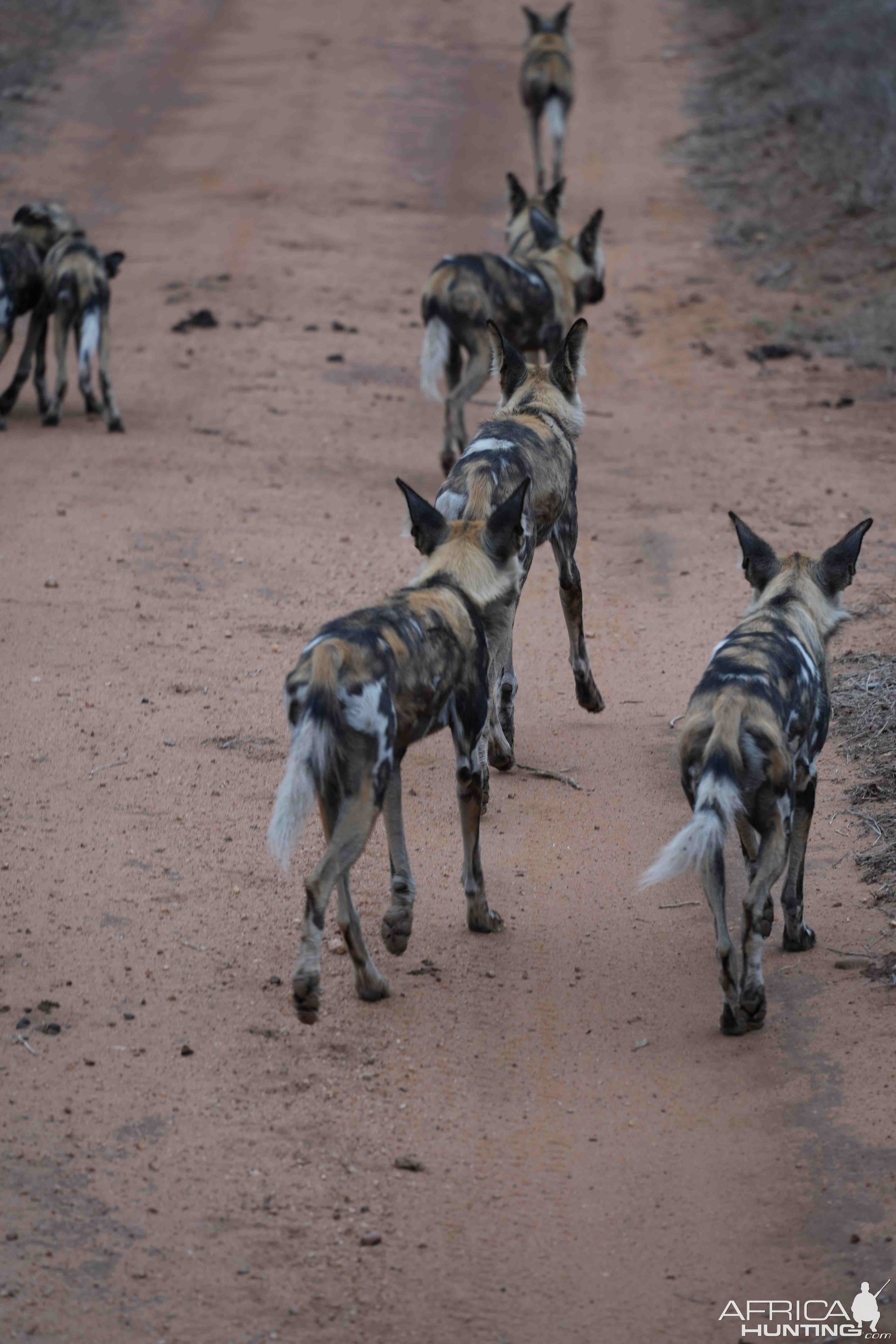 Wild Dogs South Africa