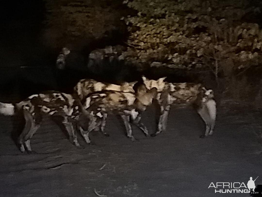 Wild Dogs Zambia