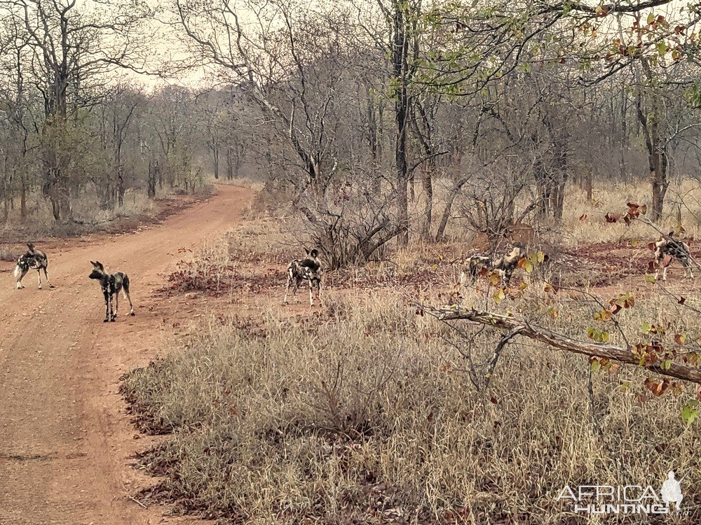 Wild Dogs Zimbabwe