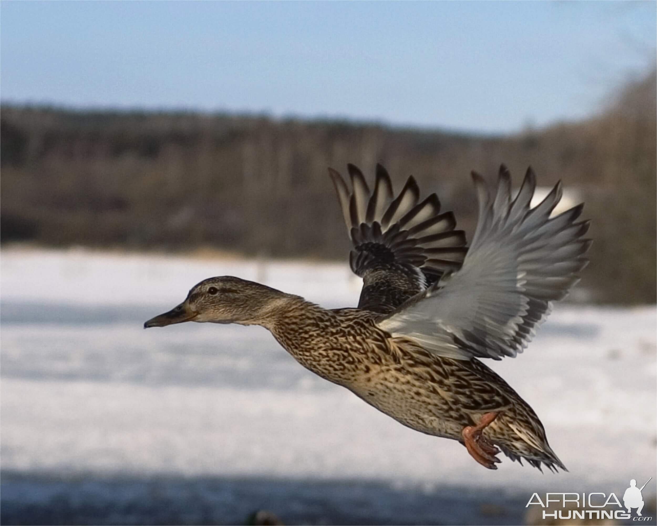 Wild Duck in Romania