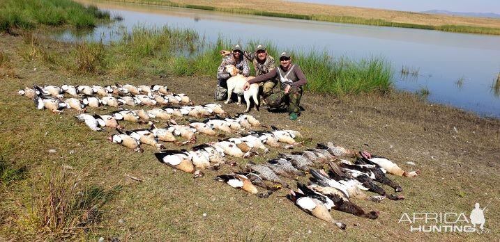 Wild Geese and Duck Hunting South Africa | AfricaHunting.com